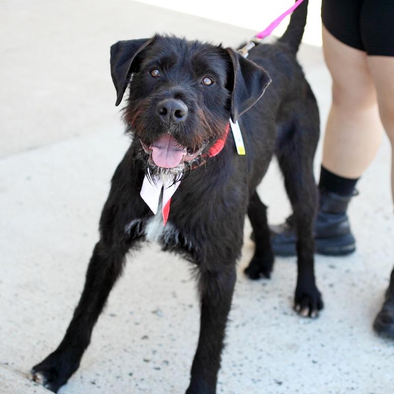 Danny, Adoptable, Adult Male Poodle & Terrier.
