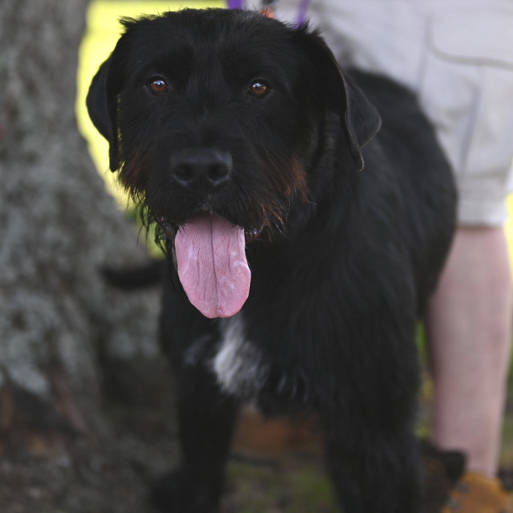 Enlarge Danny, a Adoptable mixed breed in Fairfax, VA image 4/6