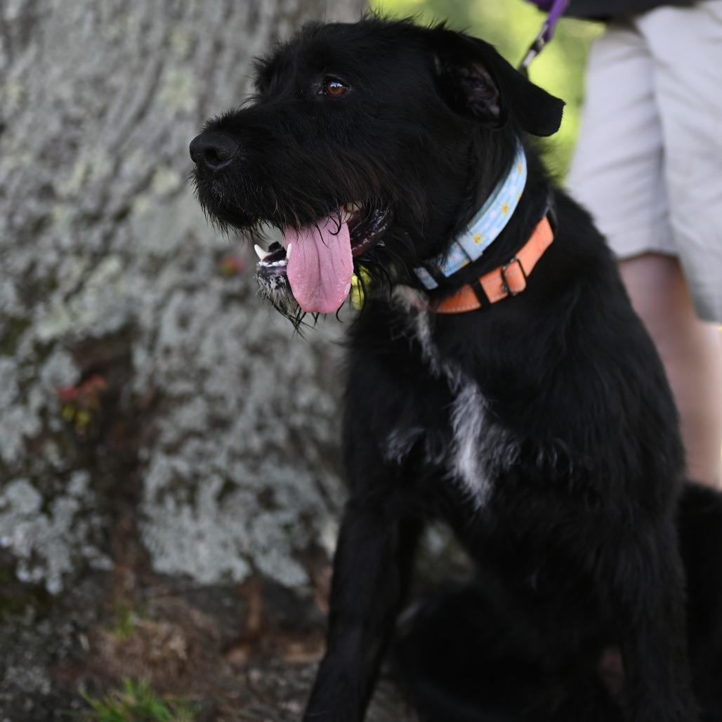 Enlarge Danny, a Adoptable mixed breed in Fairfax, VA image 6/6
