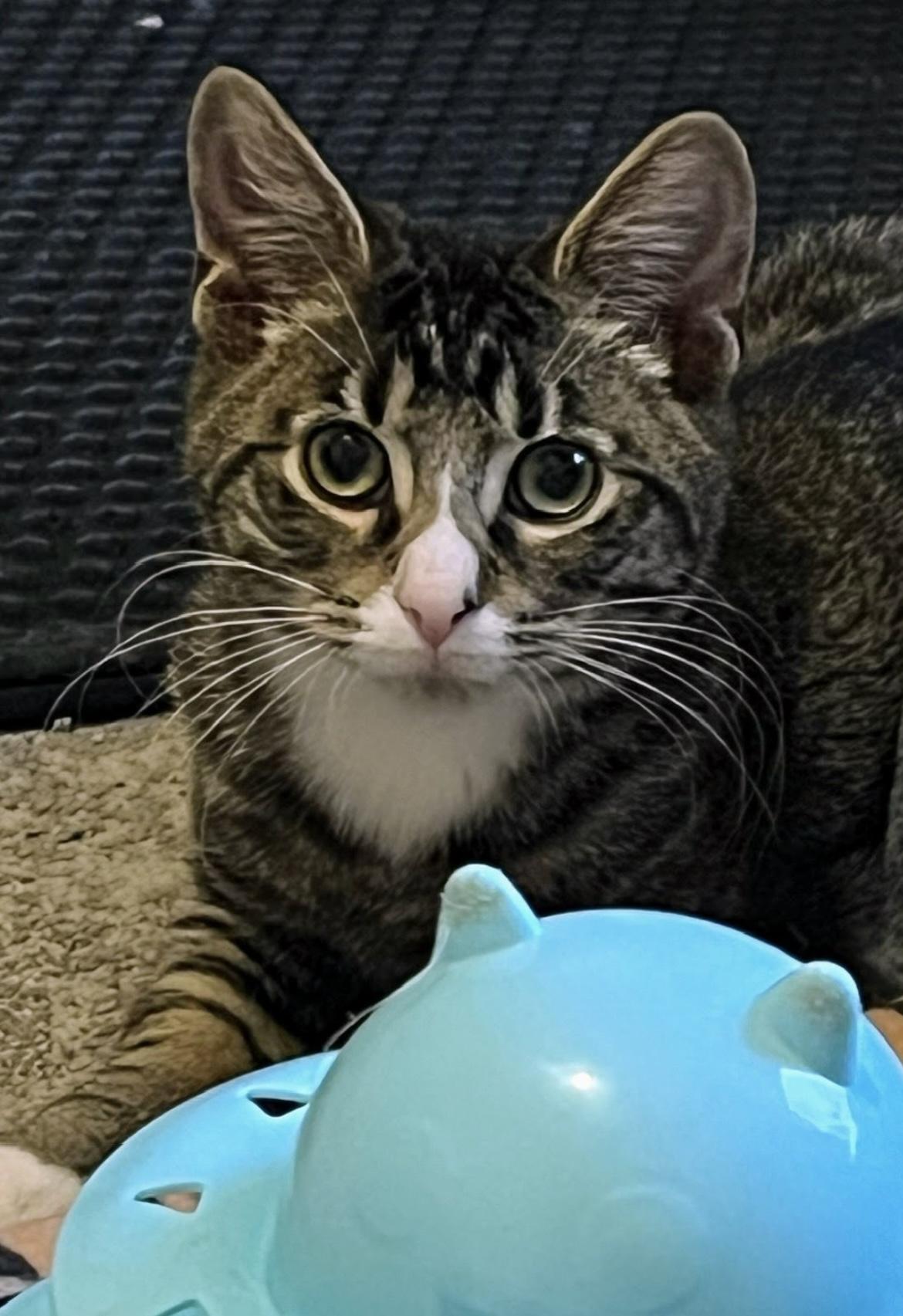 Enlarge Roo, a Adoptable Domestic Short Hair in Allentown, NJ image 2/3