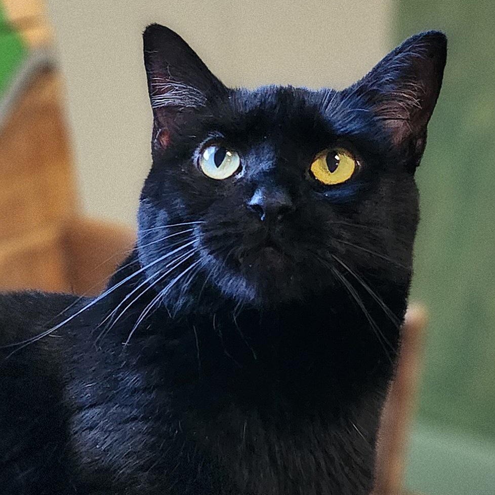 Binx