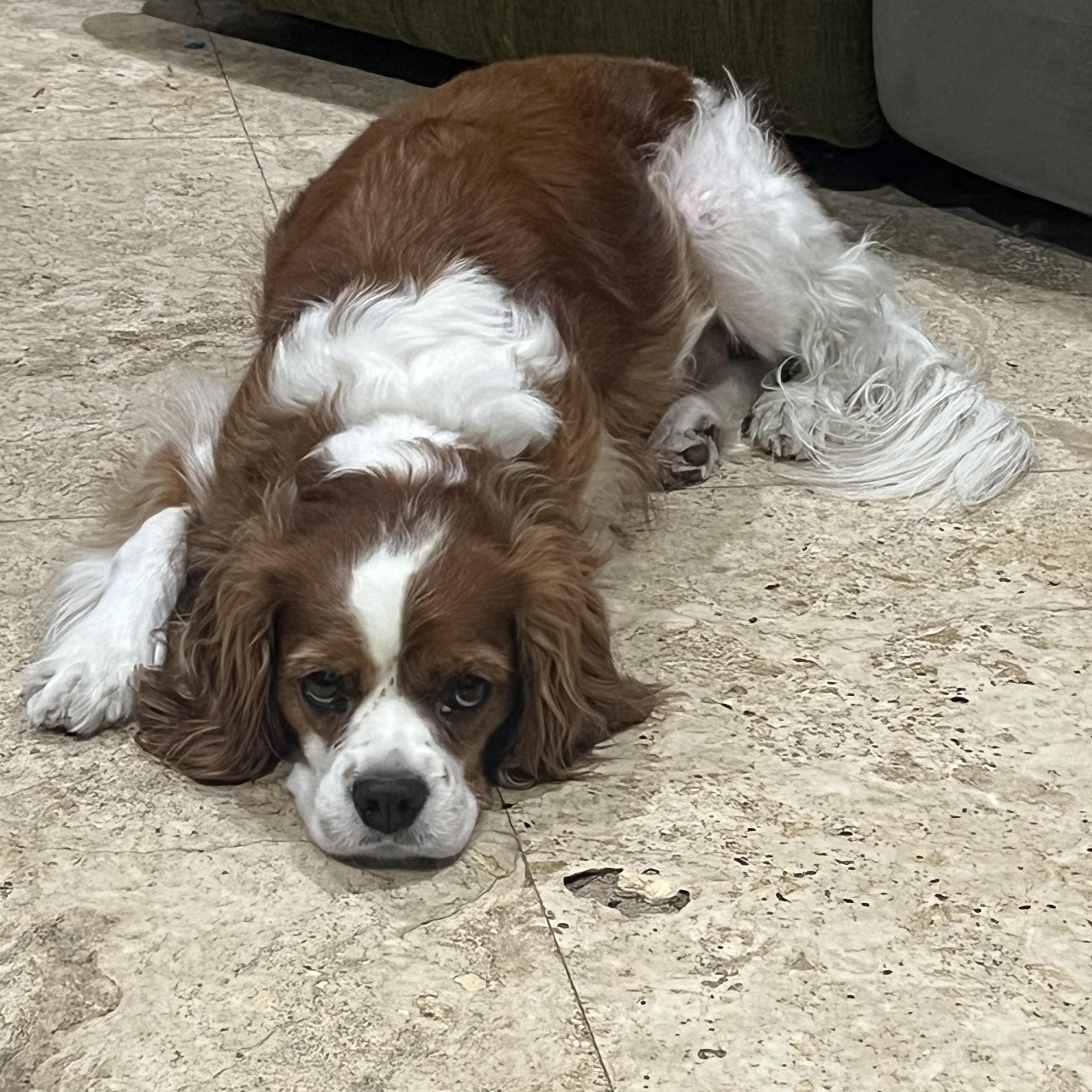 Cavalot, Adoptable, Adult Male Cavalier King Charles Spaniel.