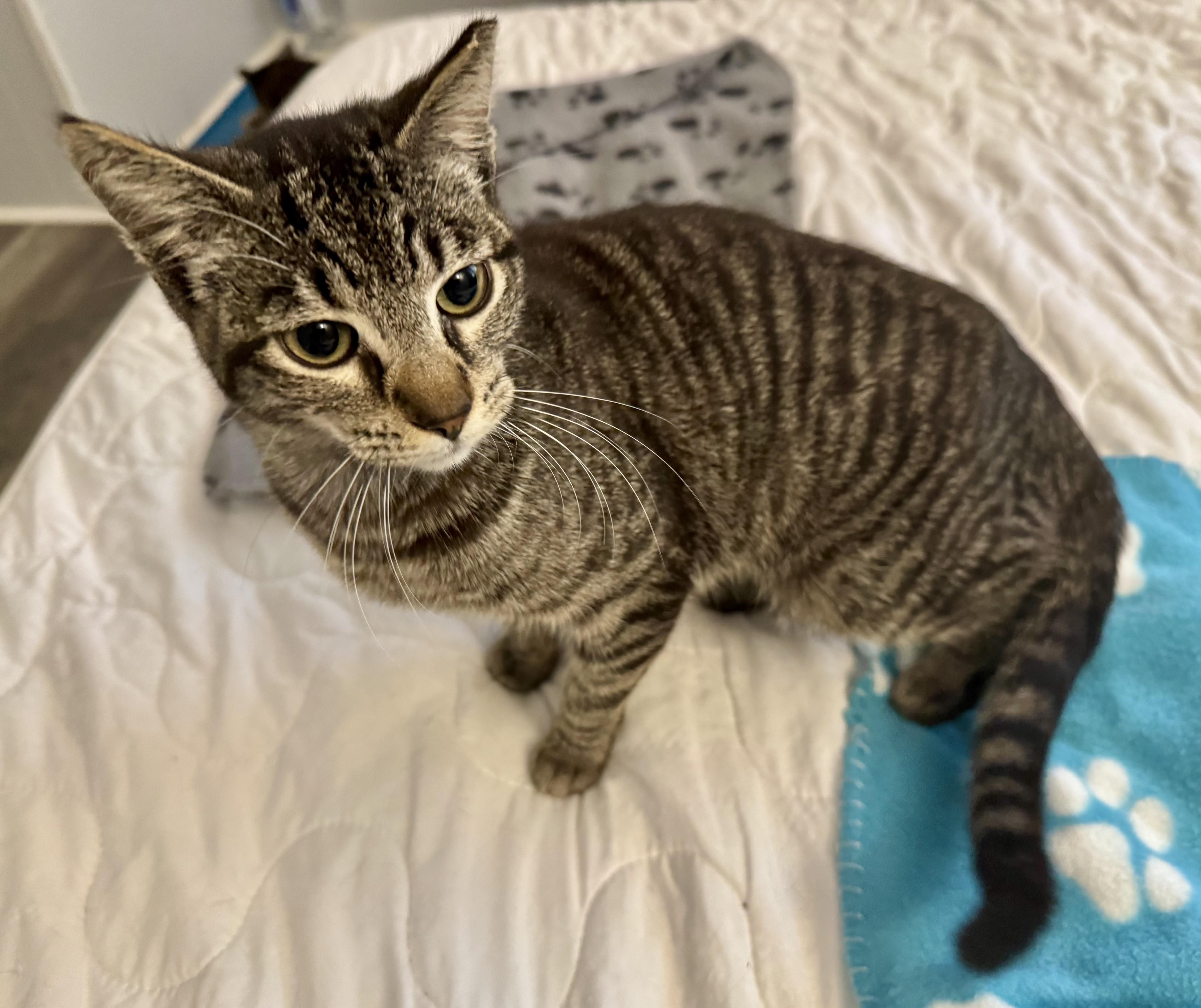 Enlarge Biscuit, an adopted Domestic Short Hair in Chico, CA image 2/4