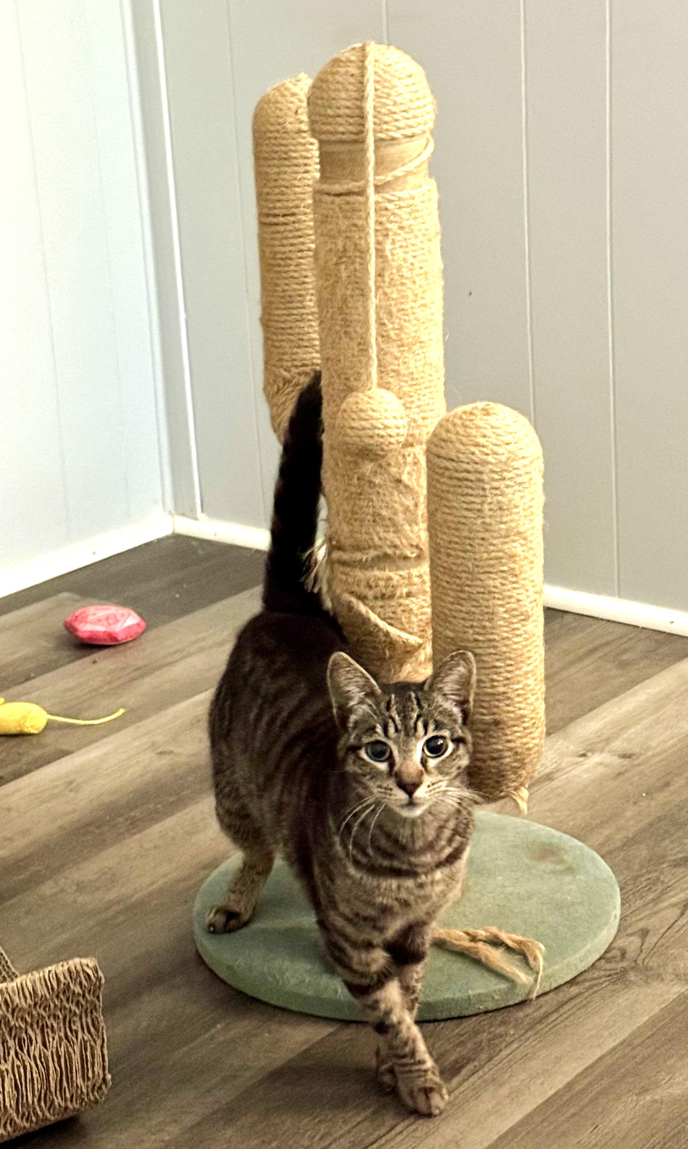 Enlarge Biscuit, an adopted Domestic Short Hair in Chico, CA image 4/4