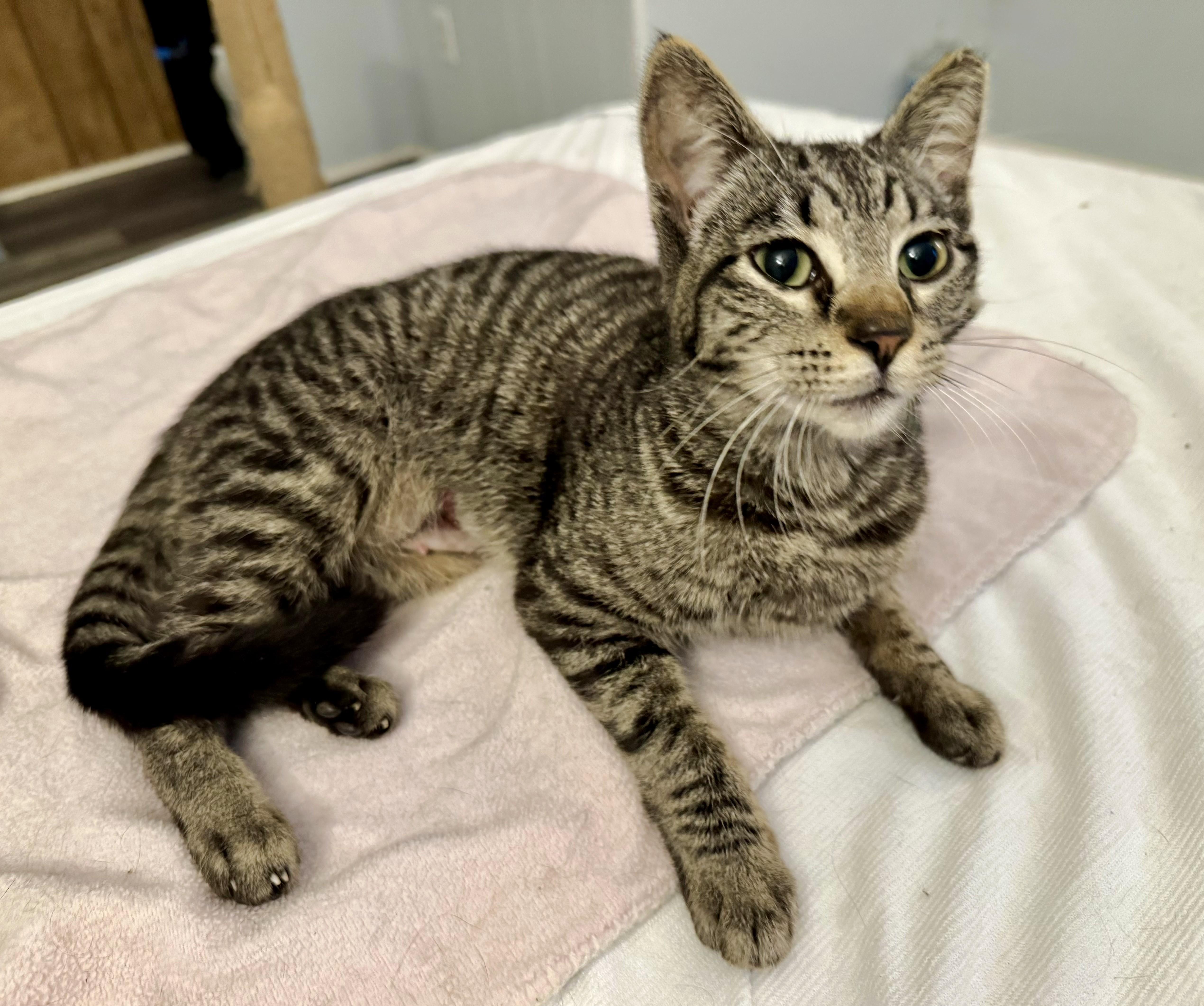 Enlarge Biscuit, an adopted Domestic Short Hair in Chico, CA image 1/4