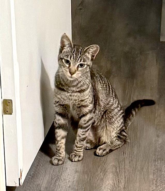 Enlarge Biscuit, an adopted Domestic Short Hair in Chico, CA image 3/4