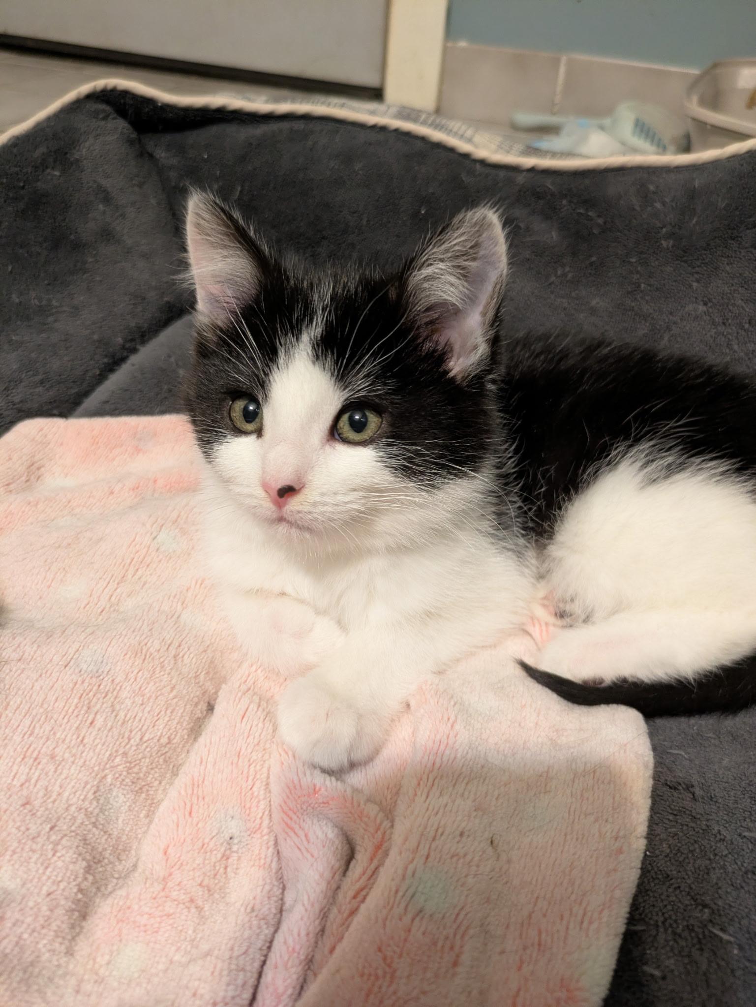 Saffron, ADOPTABLE, Kitten Female Domestic Medium Hair.