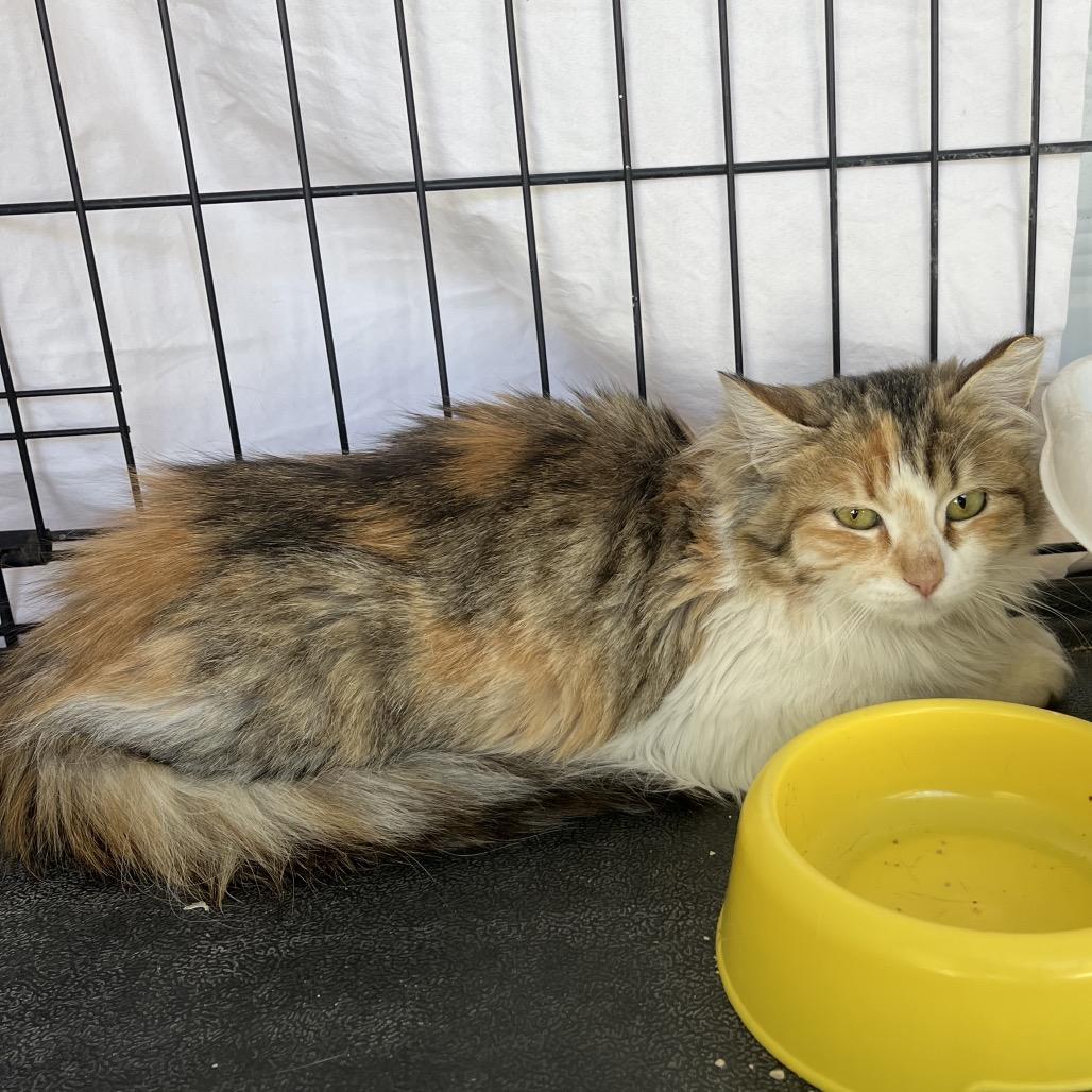 Penny (Feral), Adoptable, Young Female Domestic Long Hair.