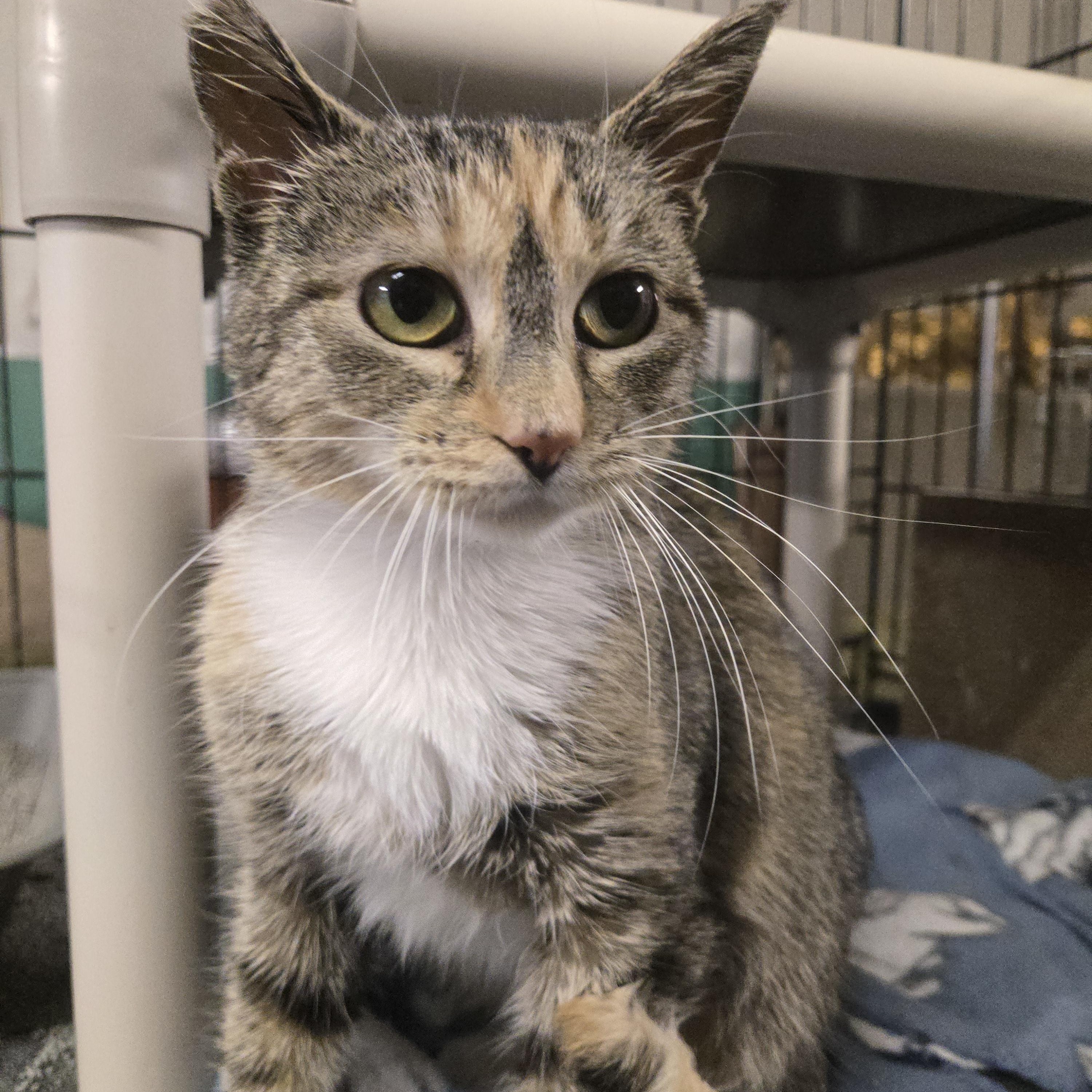 Molly, an adoptable Domestic Short Hair in Reeseville, WI, 53579 | Photo Image 1