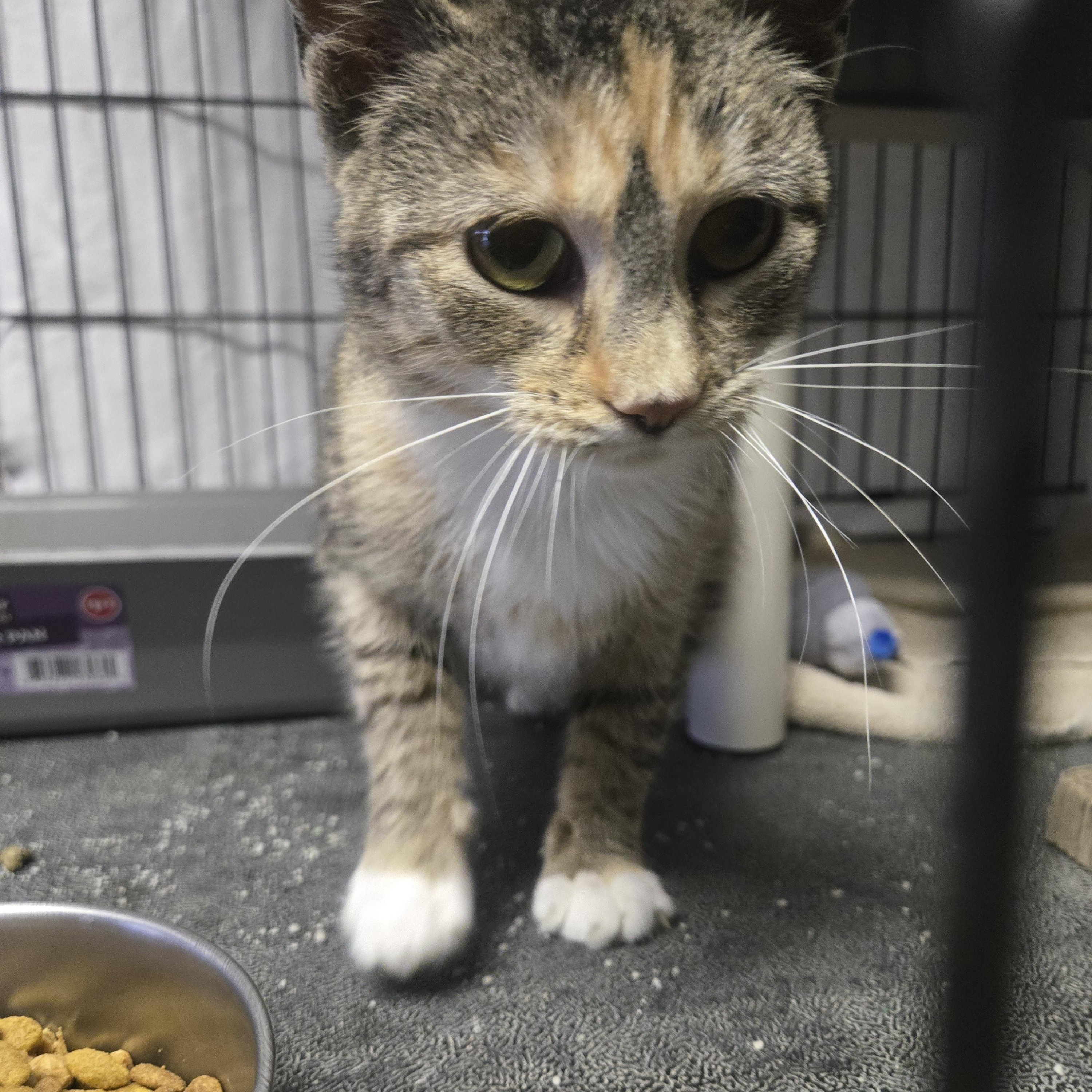 Molly, an adoptable Domestic Short Hair in Reeseville, WI, 53579 | Photo Image 3