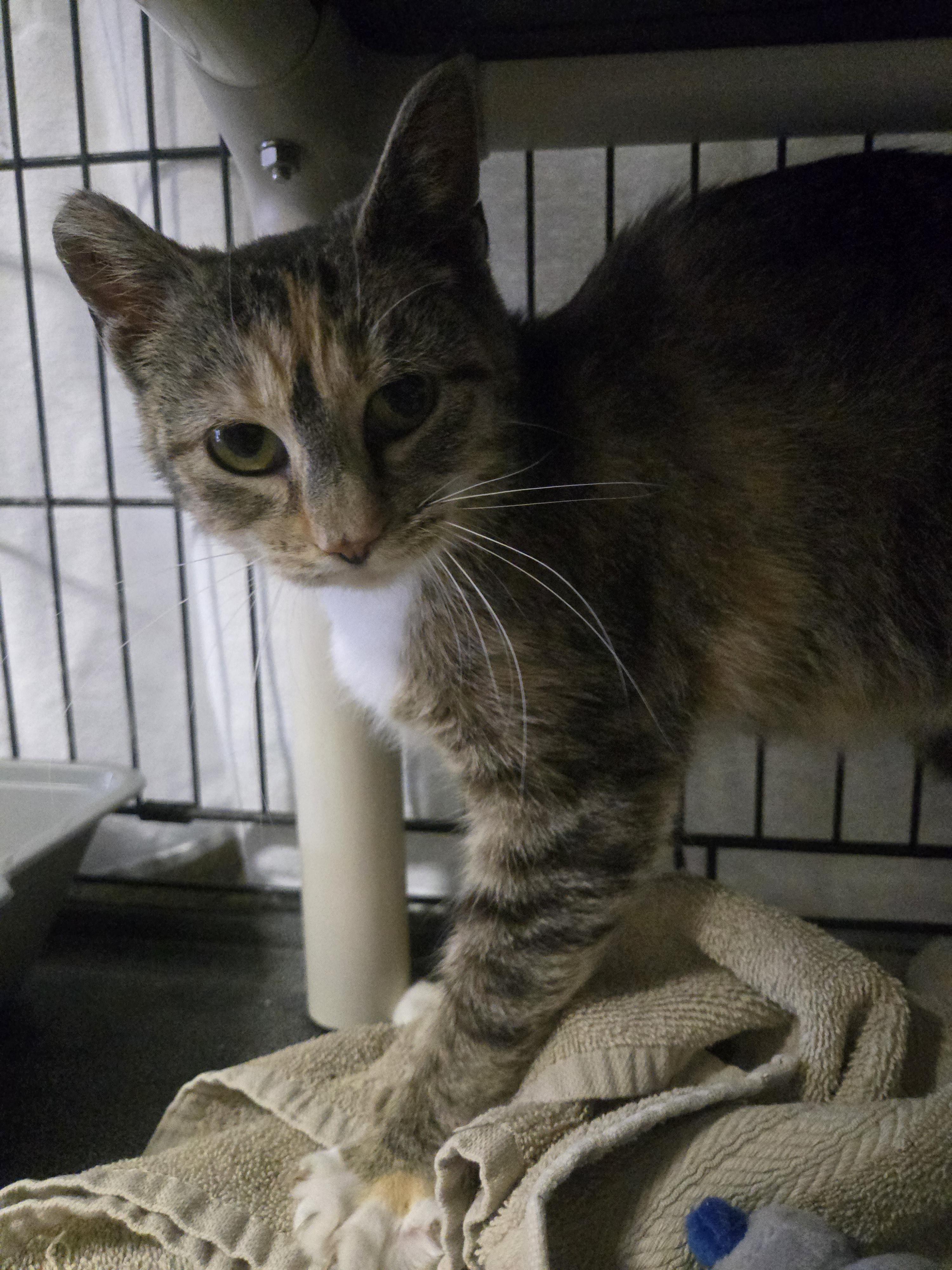 Molly, an adoptable Domestic Short Hair in Reeseville, WI, 53579 | Photo Image 4