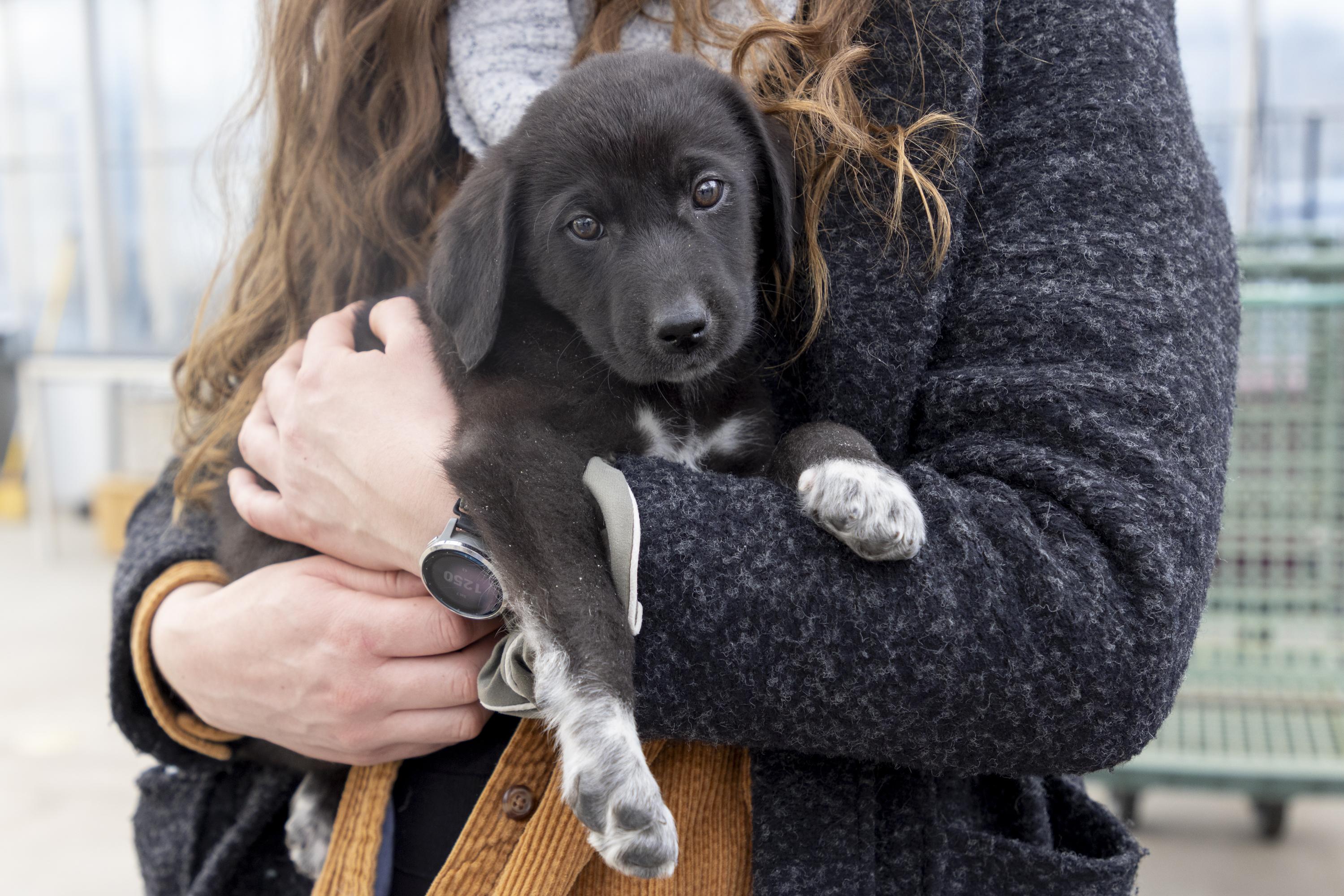 Enlarge Knox, an adoptable mixed breed in Minneapolis, MN image 3/6