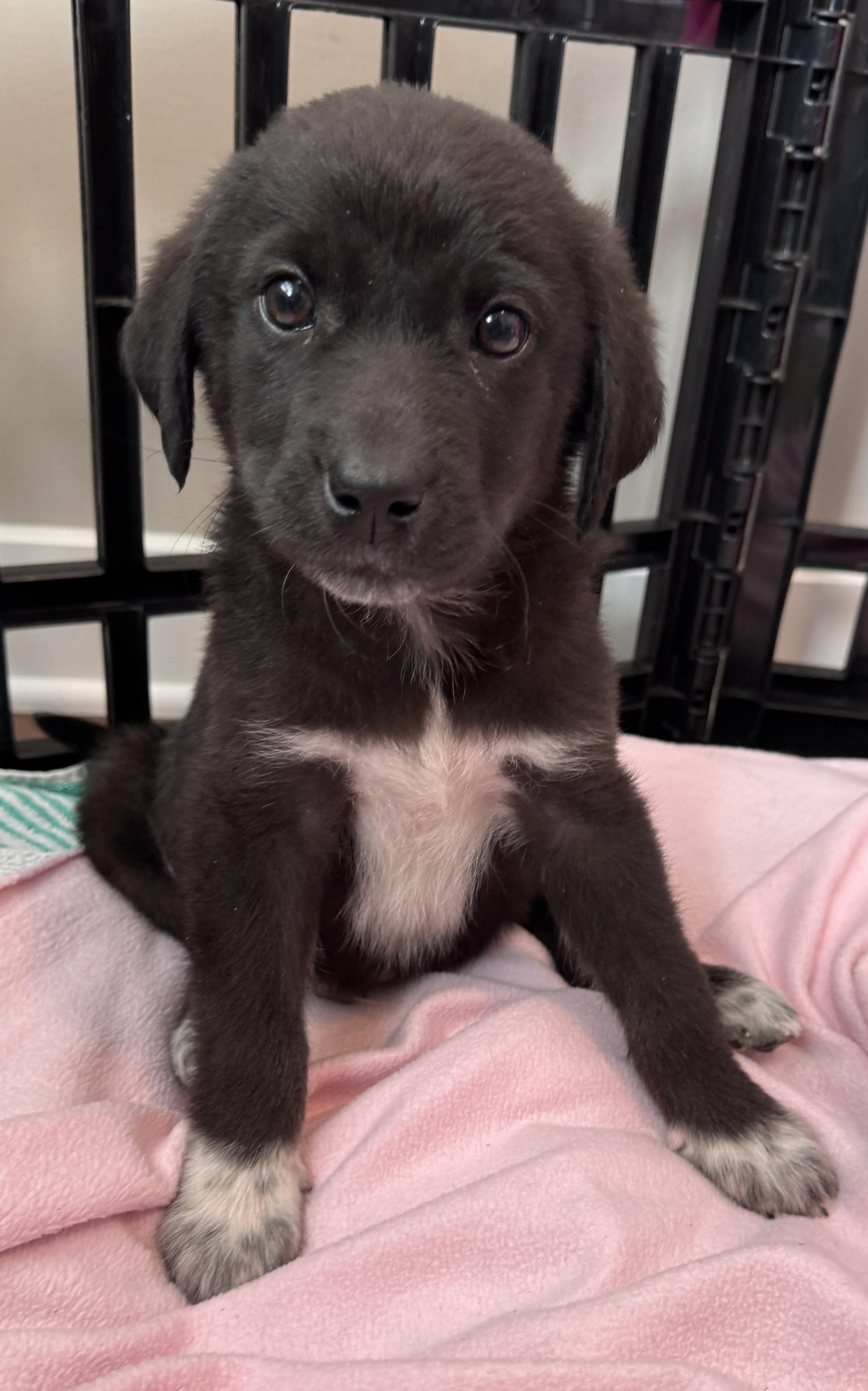 Enlarge Knox, an adoptable mixed breed in Minneapolis, MN image 5/6