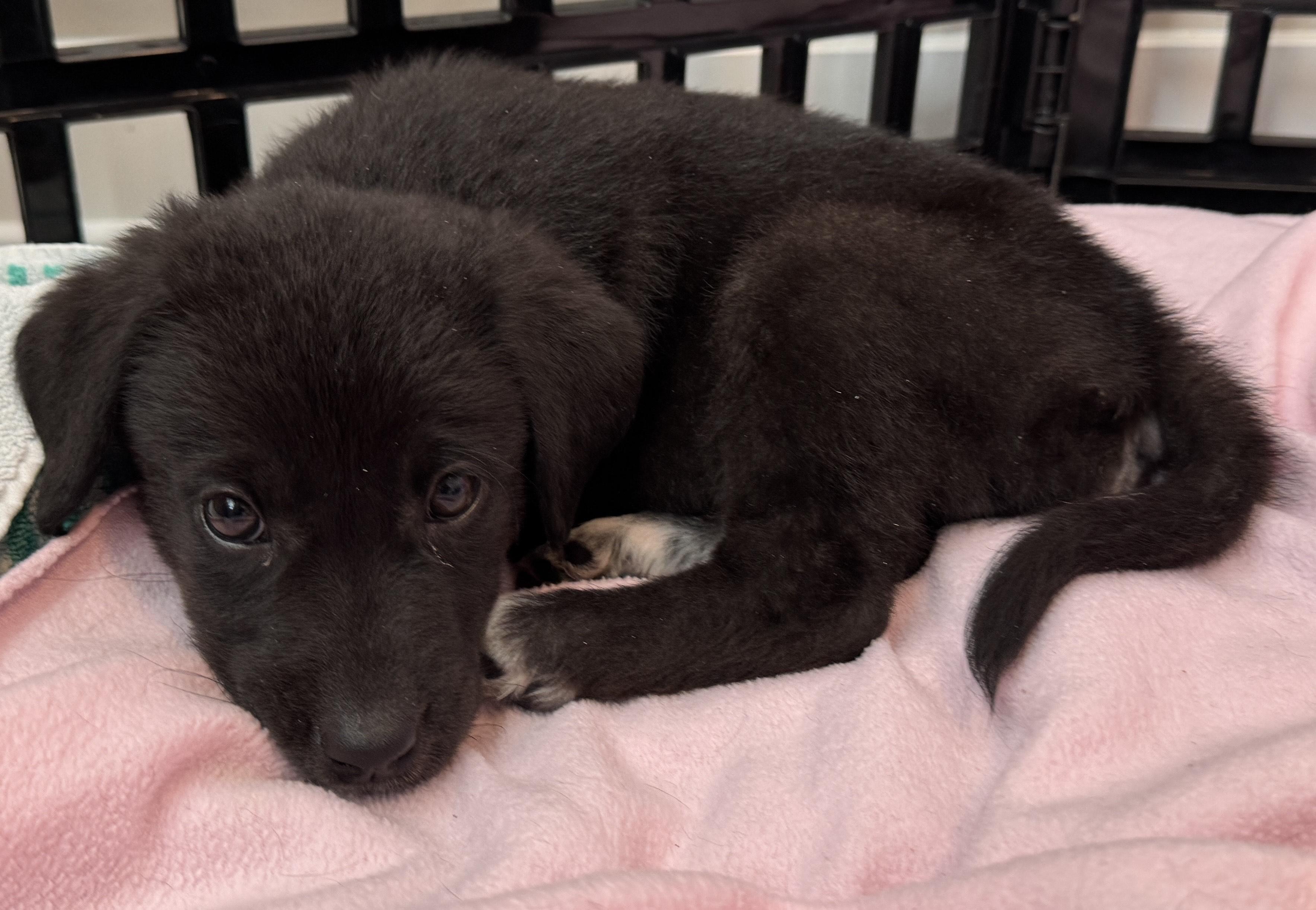 Enlarge Knox, an adoptable mixed breed in Minneapolis, MN image 4/6