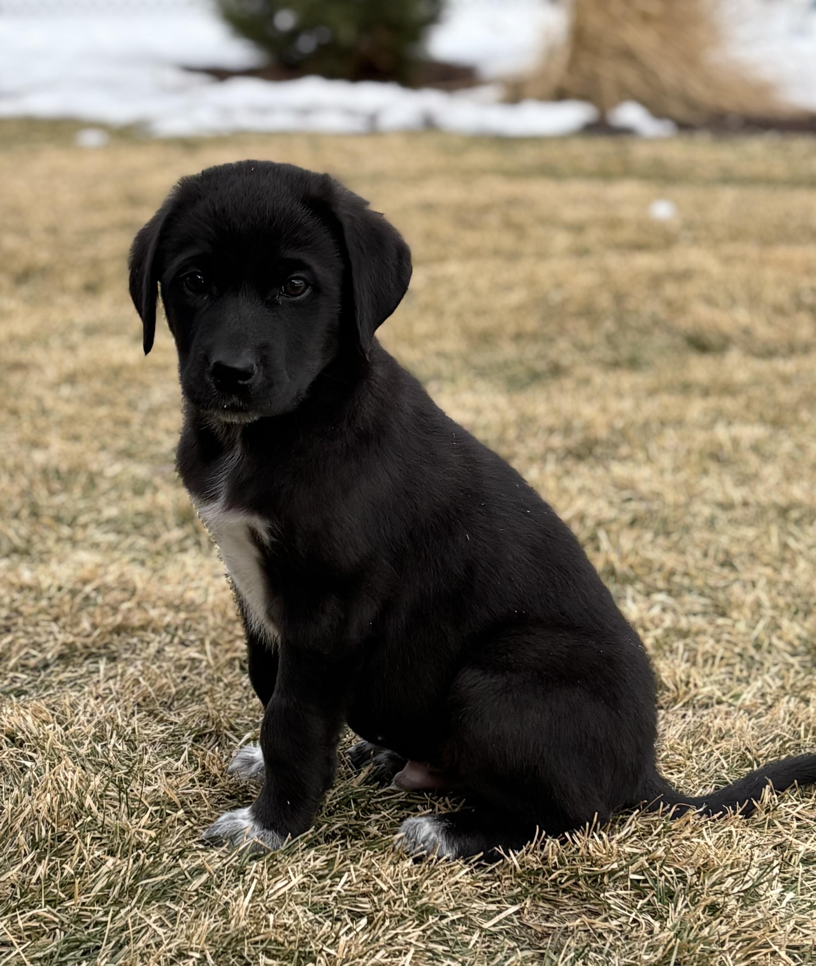 Knox, adoptable, Puppy Male Great Pyrenees & Retriever.