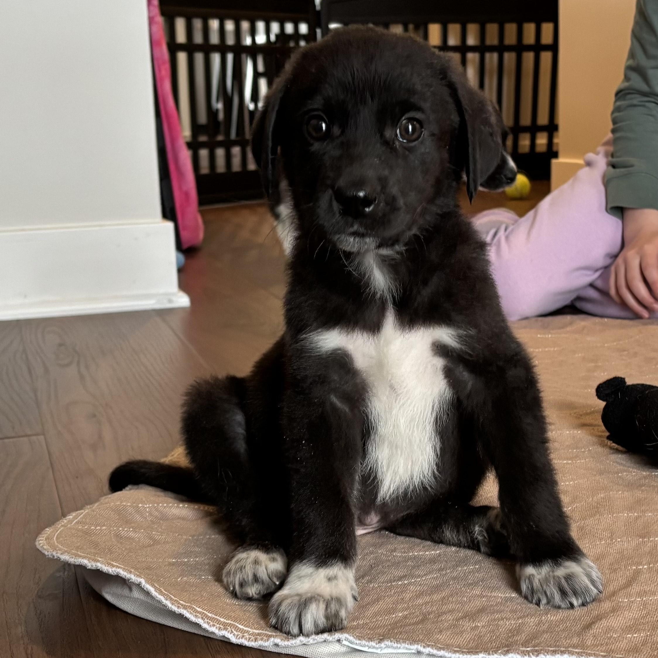 Enlarge Knox, an adoptable mixed breed in Minneapolis, MN image 2/6