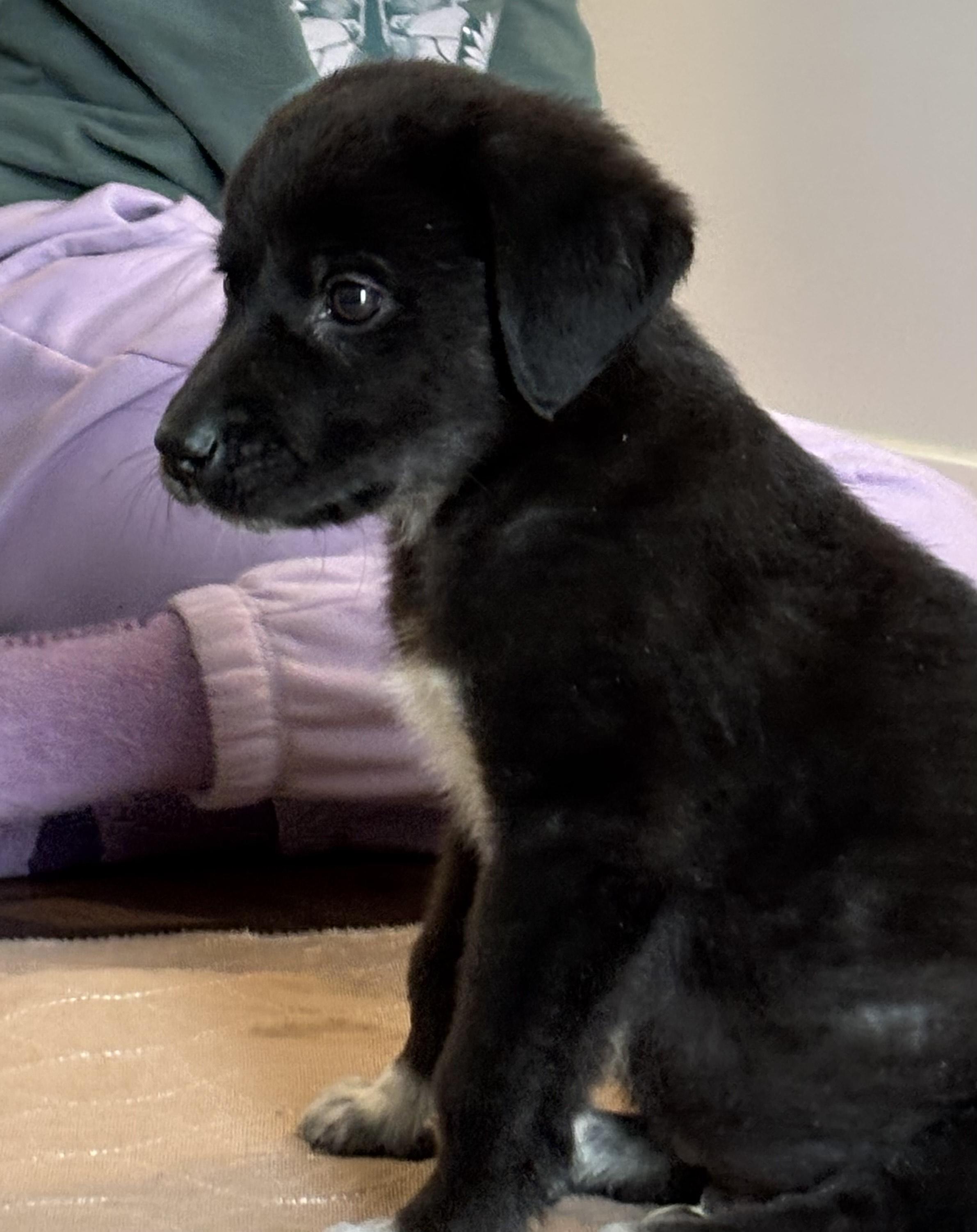 Enlarge Knox, an adoptable mixed breed in Minneapolis, MN image 6/6