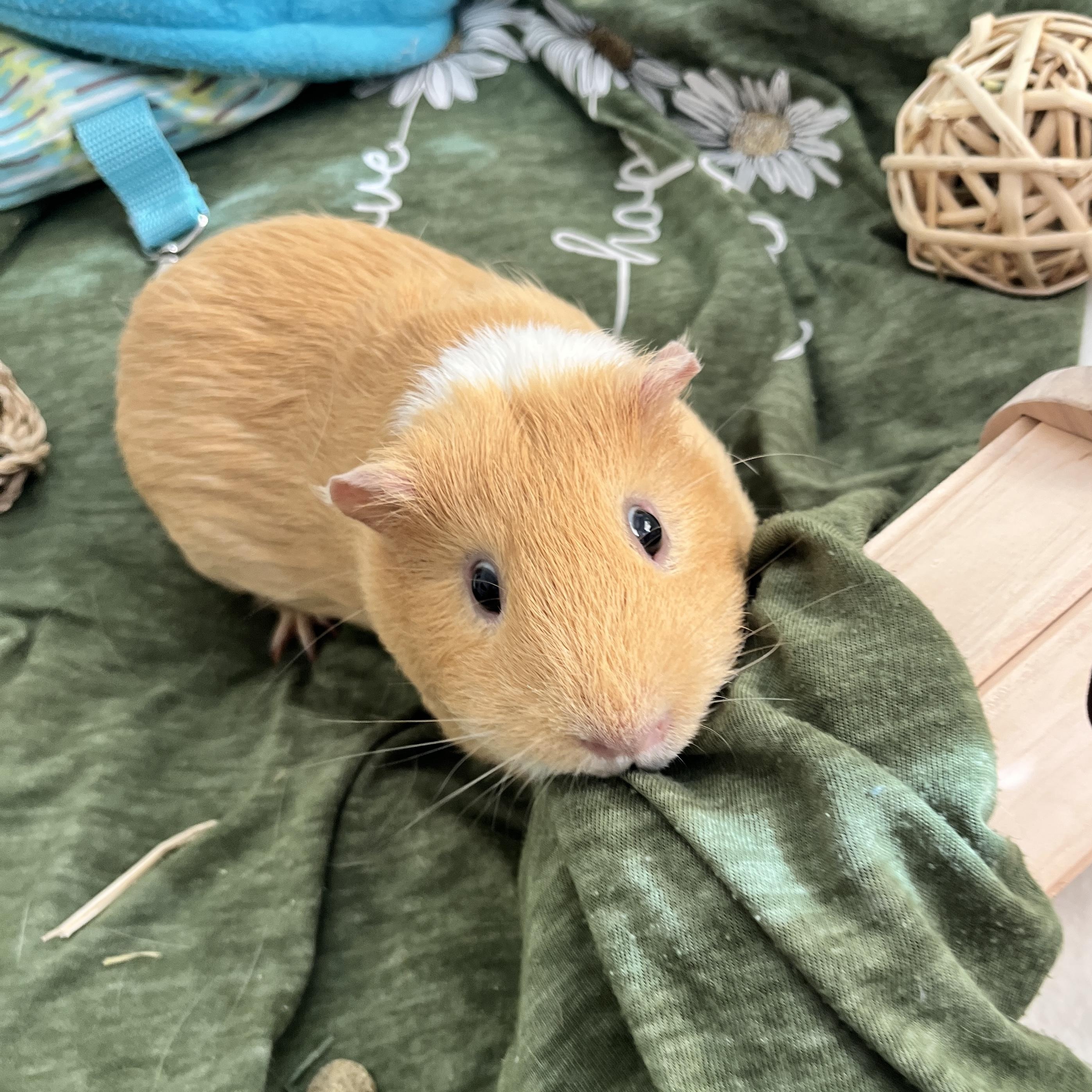 Toby, a ADOPTABLE Guinea Pig in Oakland, CA image 3/6