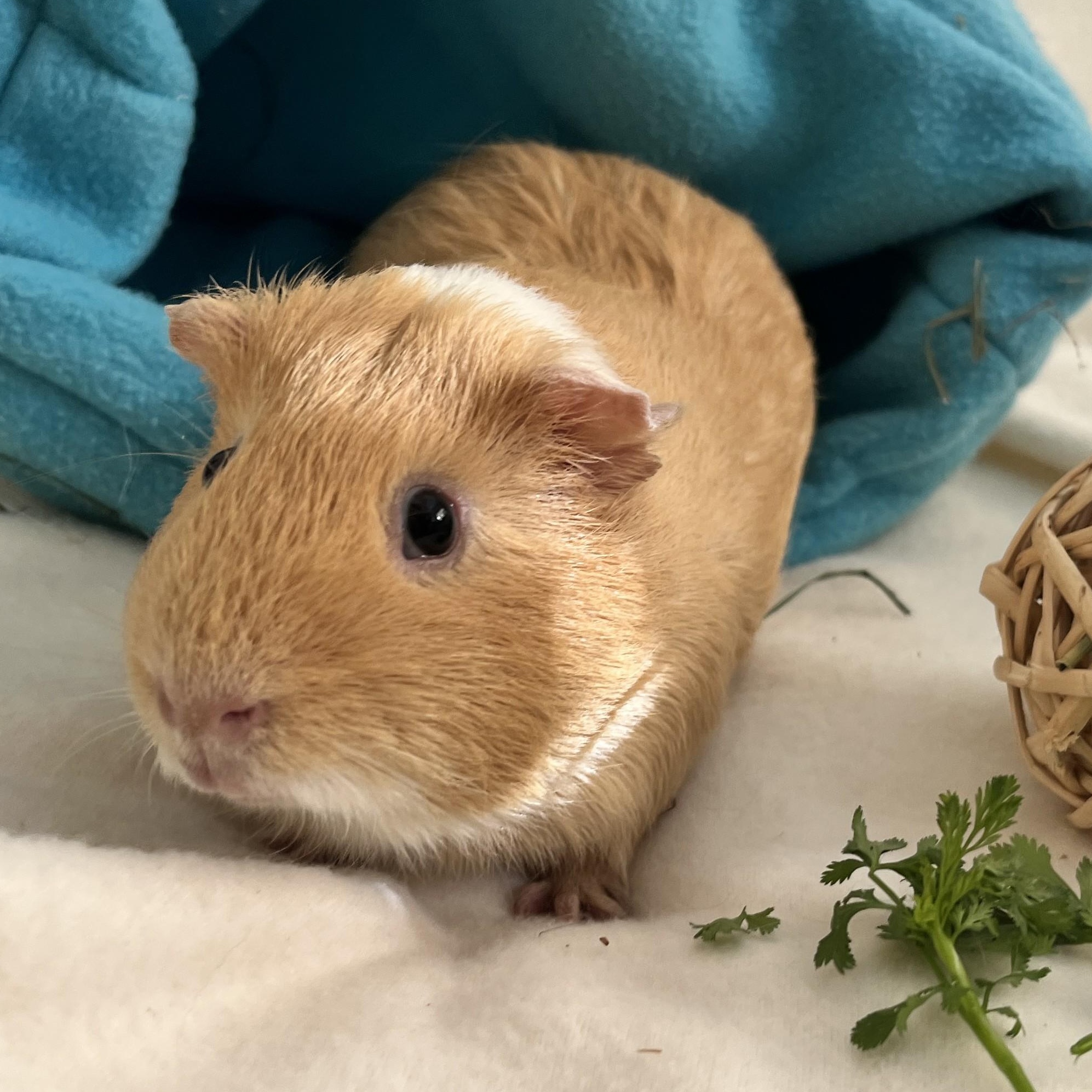 Toby, ADOPTABLE, Young Male Guinea Pig.