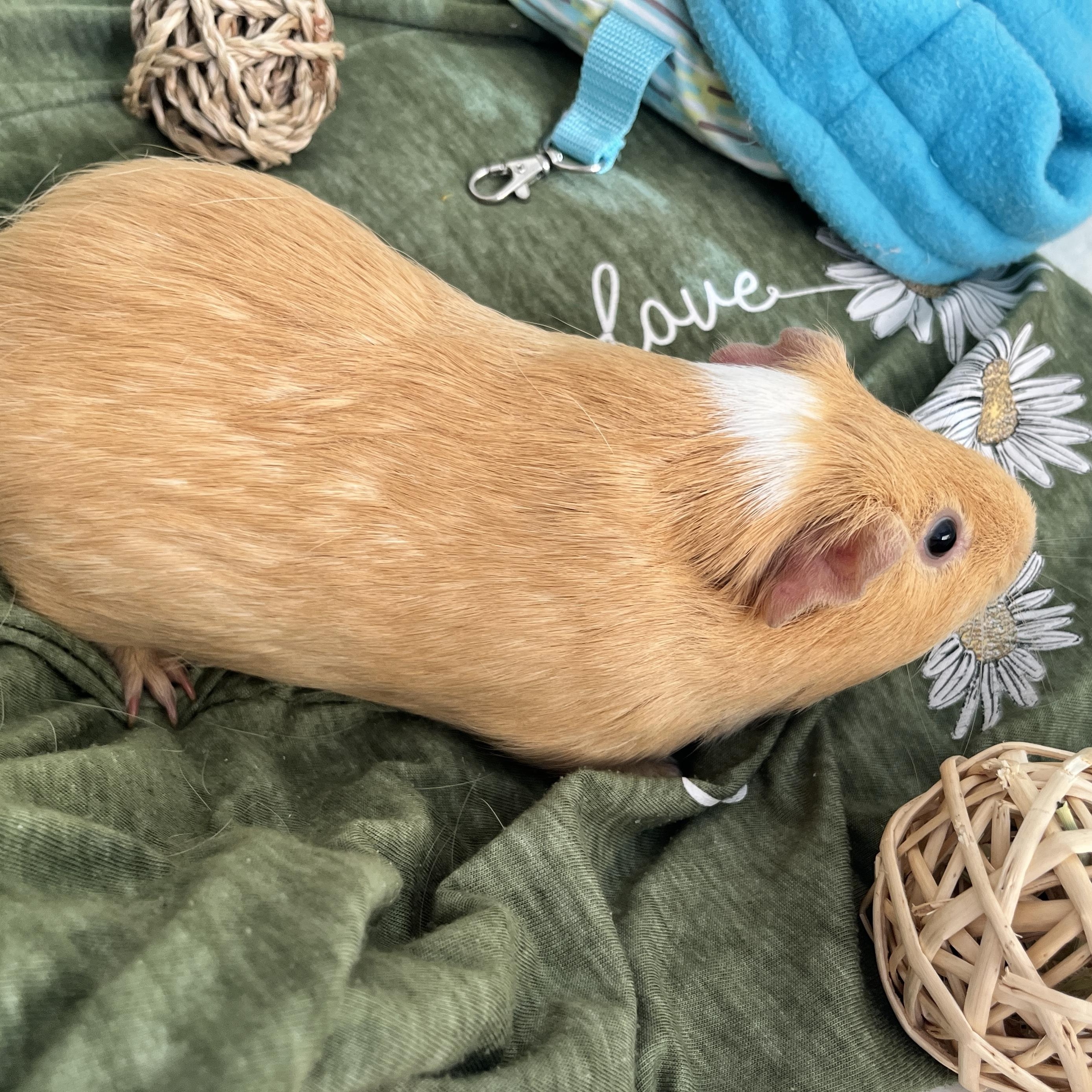 Toby, a ADOPTABLE Guinea Pig in Oakland, CA image 5/6