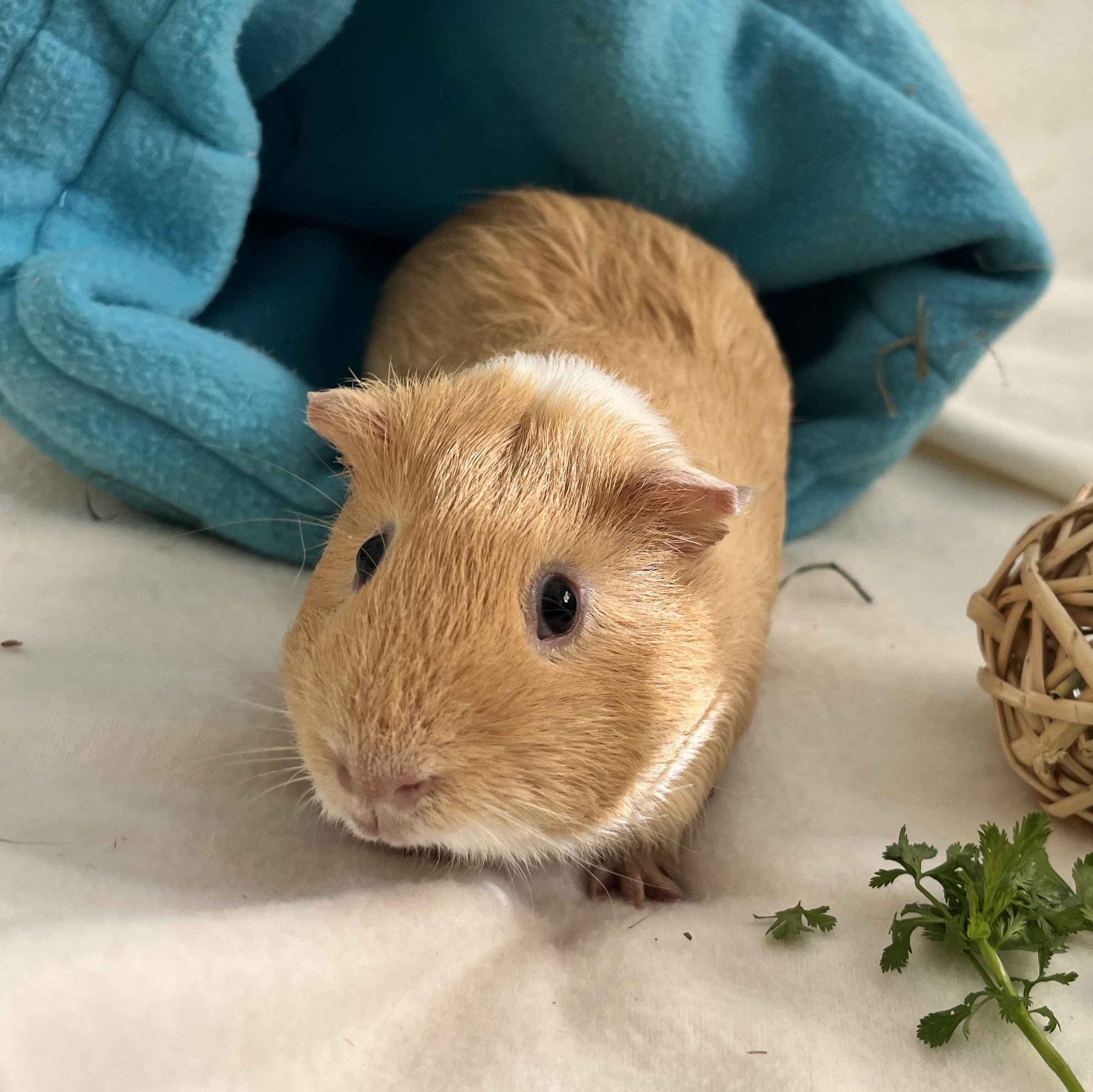 Toby, a ADOPTABLE Guinea Pig in Oakland, CA image 6/6