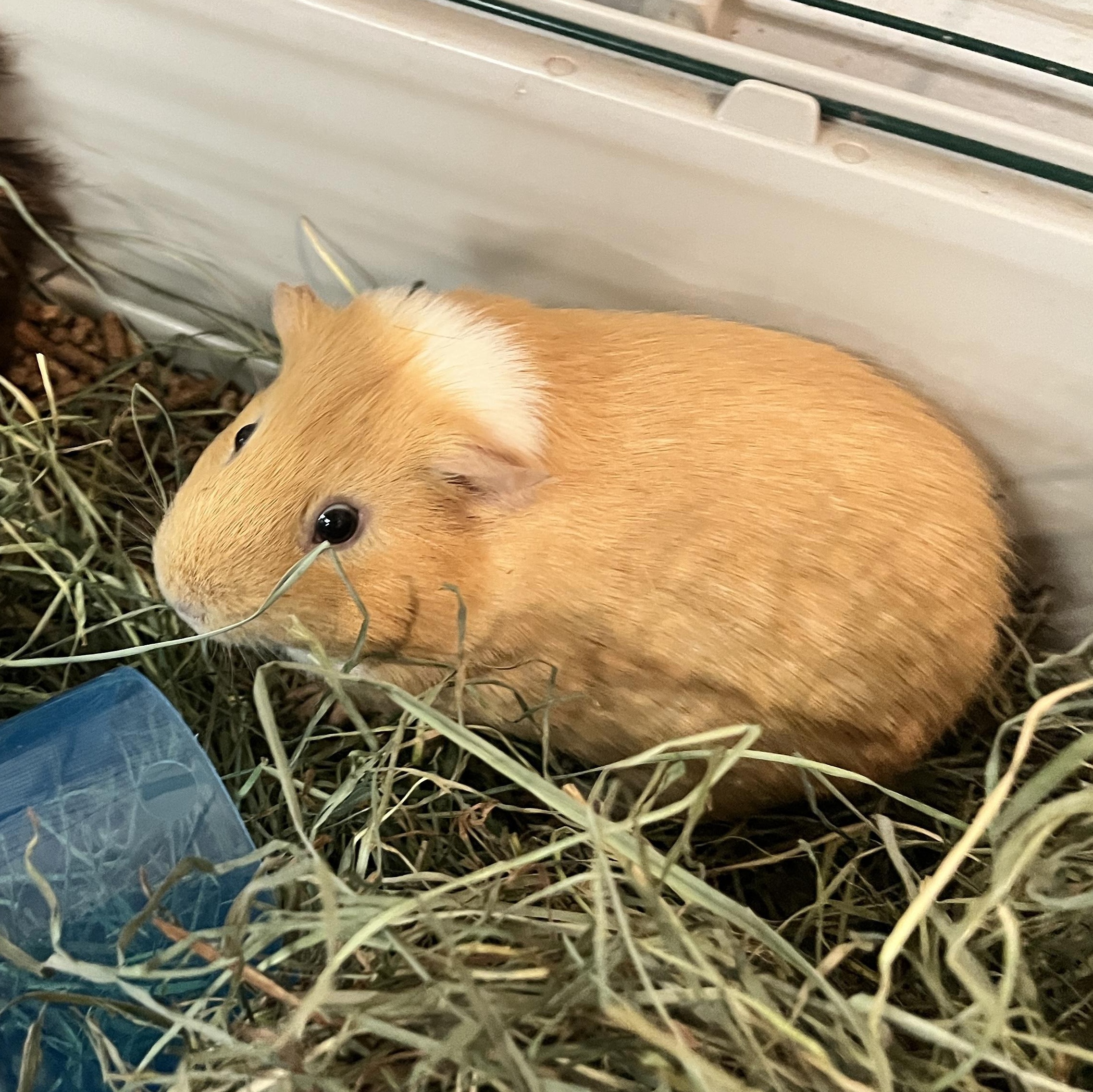 Toby, a ADOPTABLE Guinea Pig in Oakland, CA image 4/6