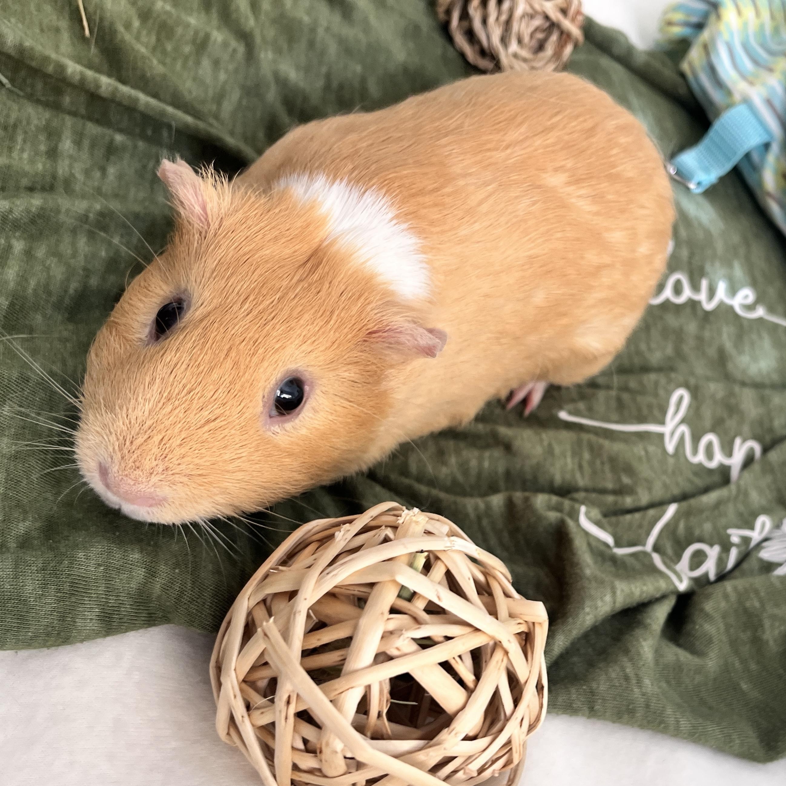 Toby, a ADOPTABLE Guinea Pig in Oakland, CA image 2/6