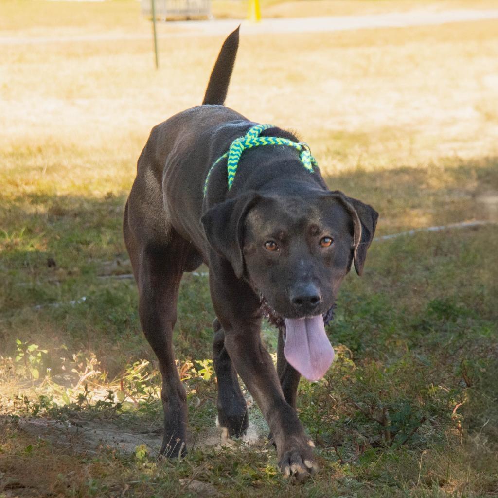 HM24 Ezra, Adoptable, Adult Male Black Labrador Retriever & Mixed Breed.