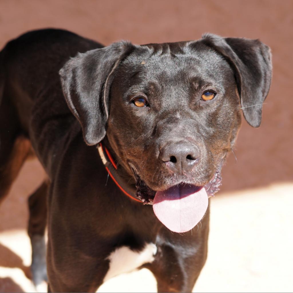 HM24 Ezra, a Adoptable mixed breed in Freeport, FL image 2/6