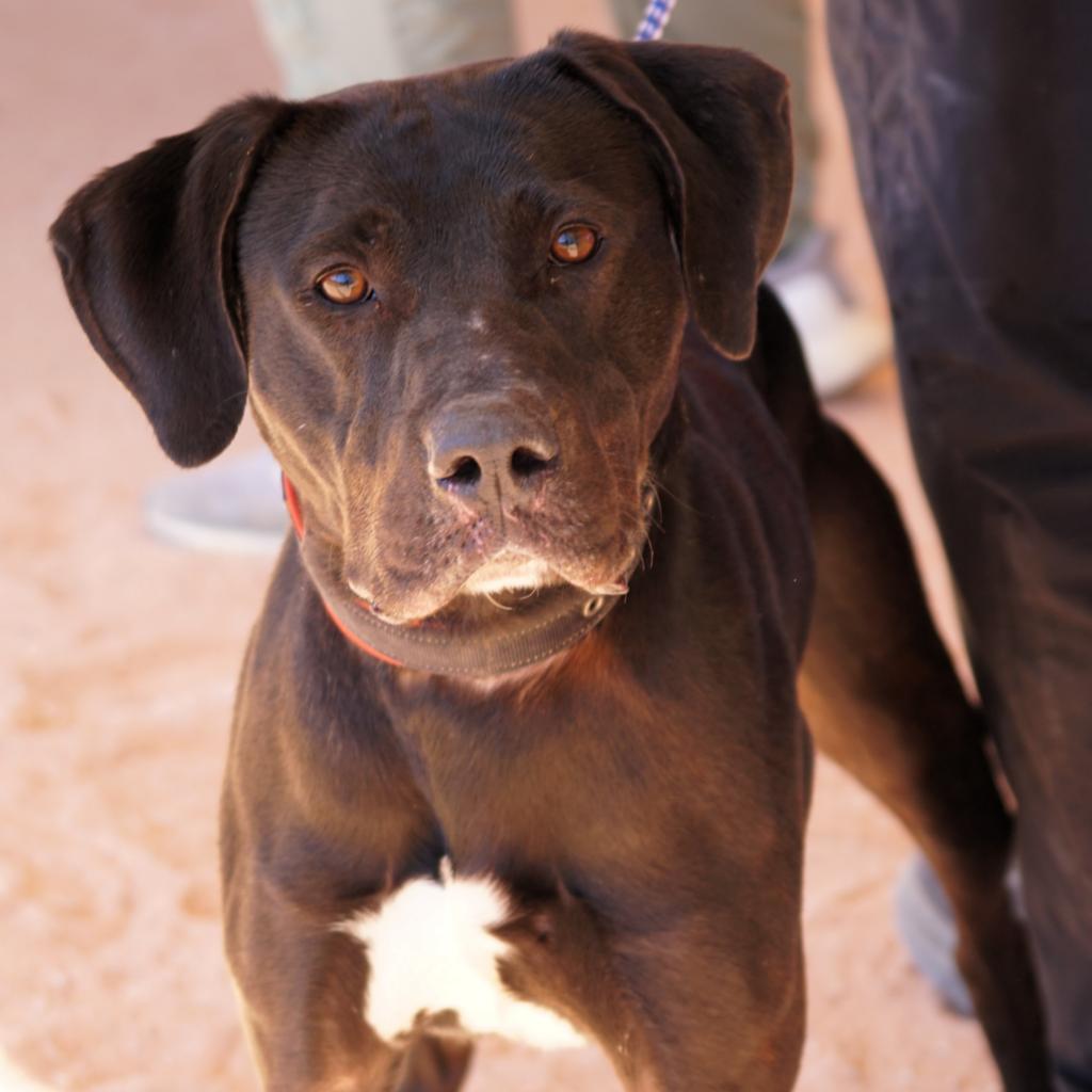 HM24 Ezra, Adoptable, Adult Male Black Labrador Retriever & Mixed Breed.