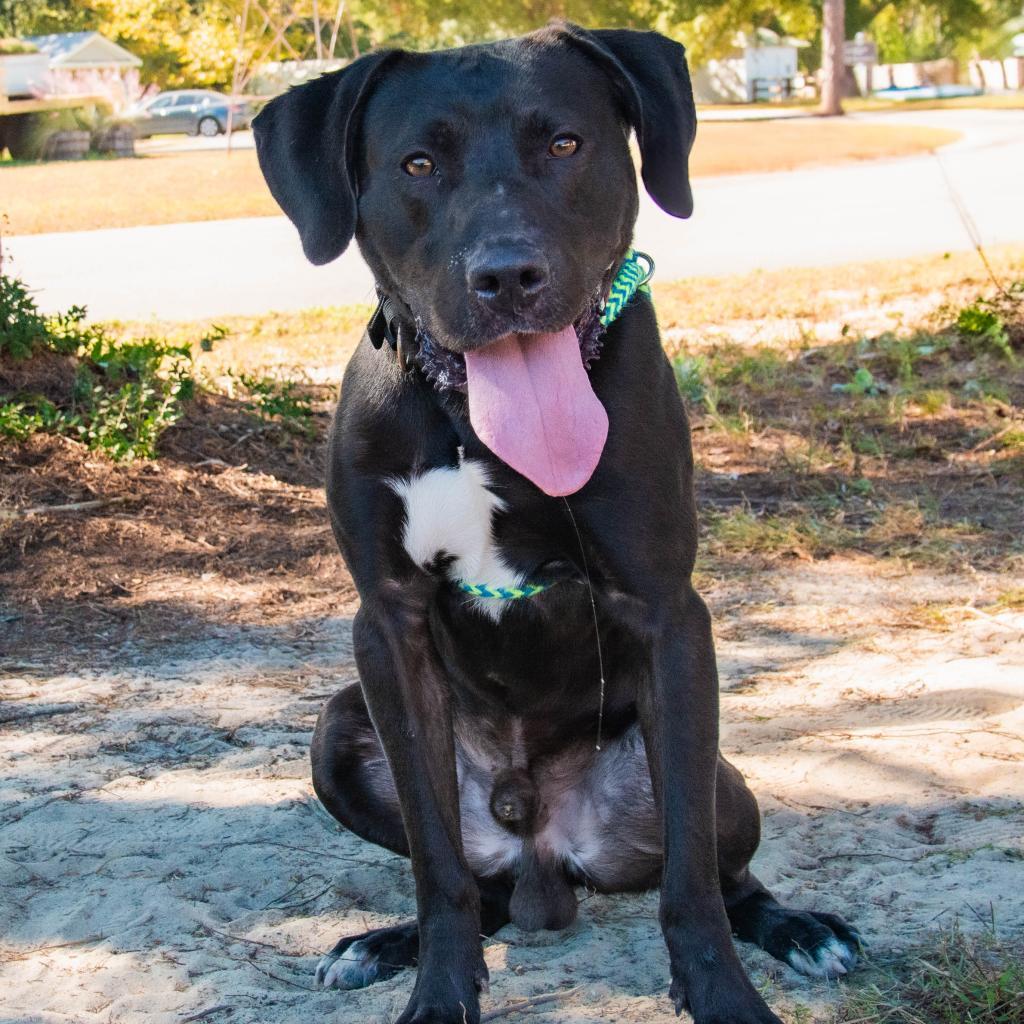 Enlarge HM24 Ezra, a Adoptable mixed breed in Freeport, FL image 3/6