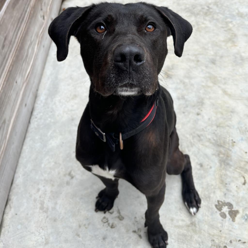 HM24 Ezra, a Adoptable mixed breed in Freeport, FL image 5/6