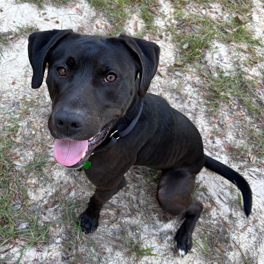 HM24 Ezra, a Adoptable mixed breed in Freeport, FL image 6/6