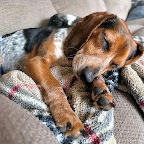 Enlarge Arrow, a ADOPTABLE Beagle in Toledo, OH image 5/5