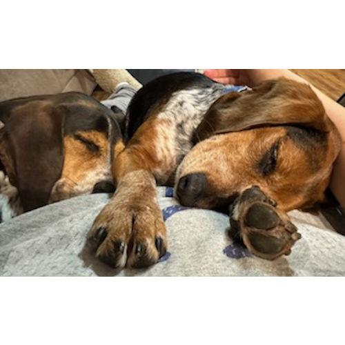 Enlarge Arrow, a ADOPTABLE Beagle in Toledo, OH image 4/5