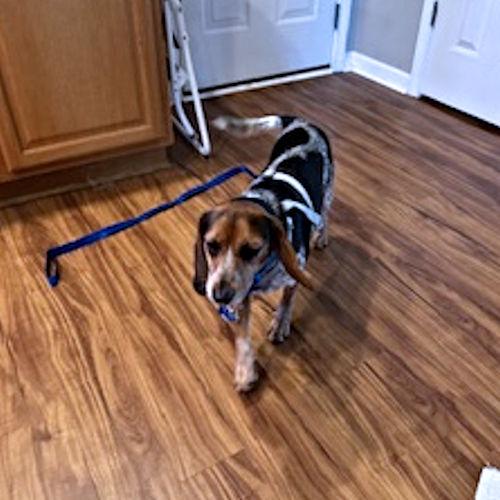 Enlarge Arrow, a ADOPTABLE Beagle in Toledo, OH image 3/5