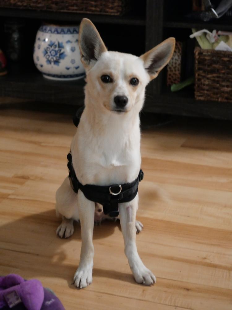 Enlarge Don Pepe, a Adoptable mixed breed in Boulder, CO image 1/6