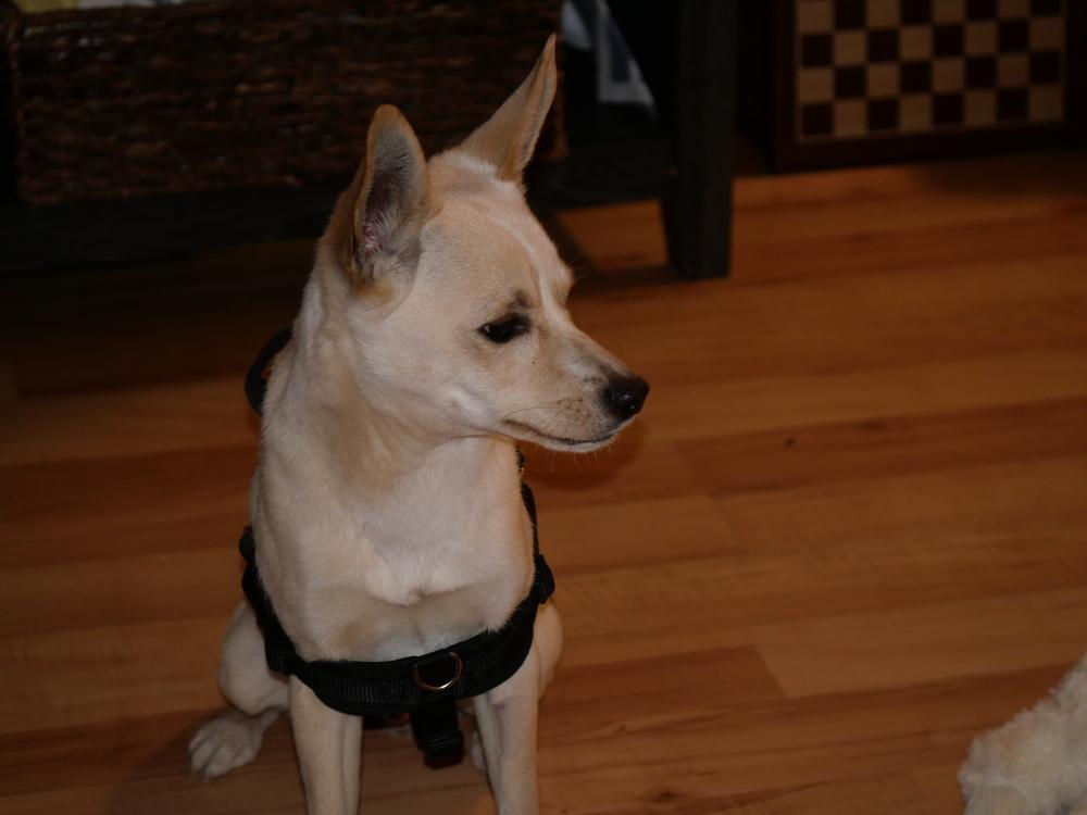 Enlarge Don Pepe, a Adoptable mixed breed in Boulder, CO image 2/6