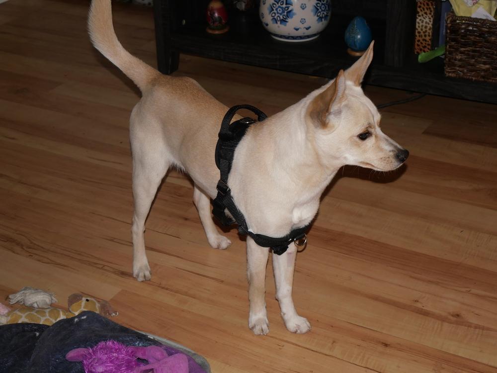 Enlarge Don Pepe, a Adoptable mixed breed in Boulder, CO image 3/6