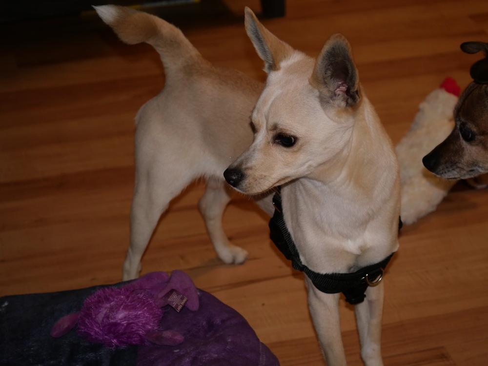 Enlarge Don Pepe, a Adoptable mixed breed in Boulder, CO image 4/6