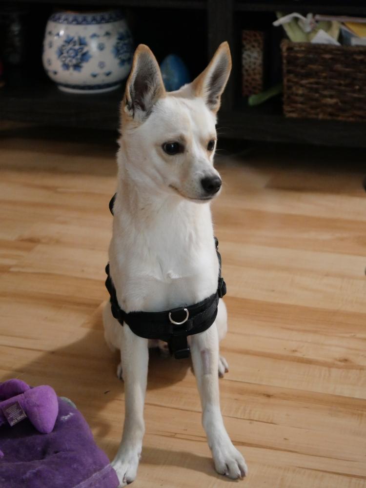 Enlarge Don Pepe, a Adoptable mixed breed in Boulder, CO image 6/6