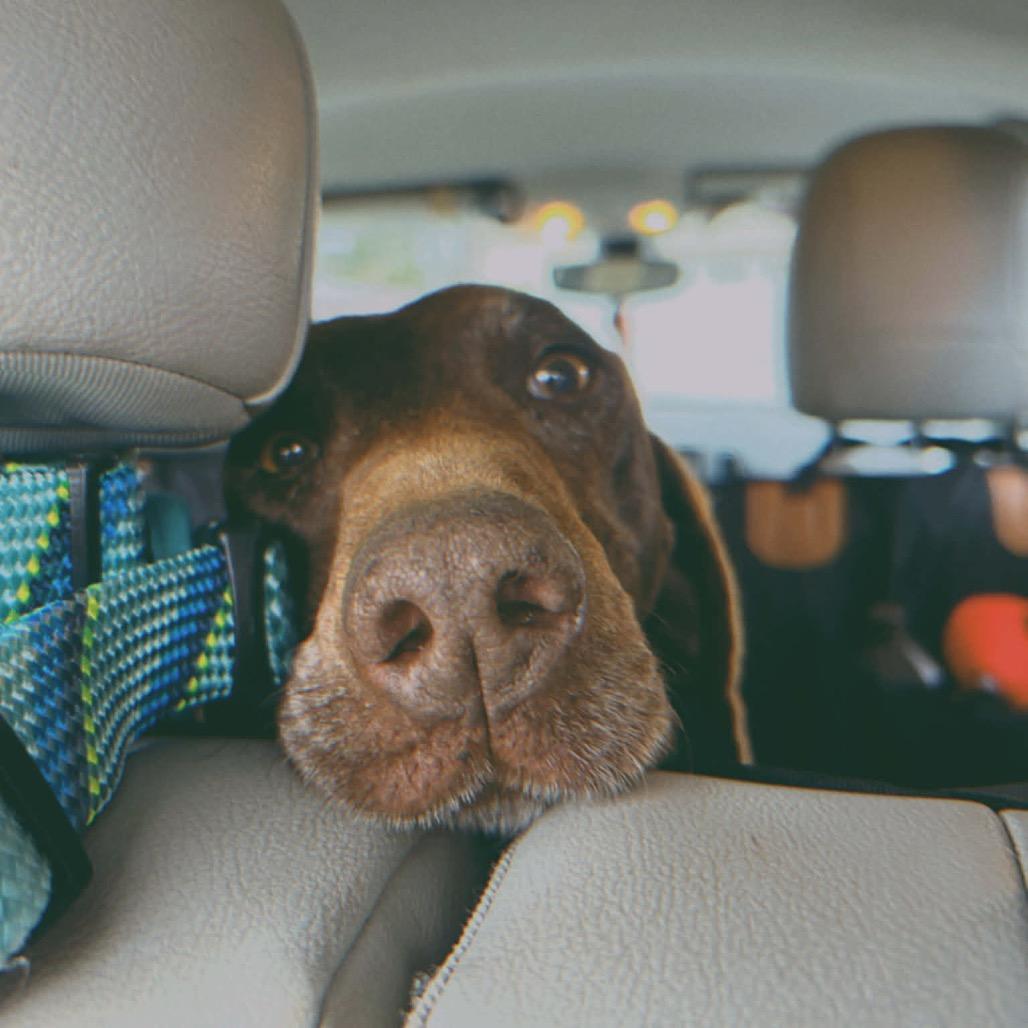 Zara, Adoptable, Senior Female German Shorthaired Pointer.