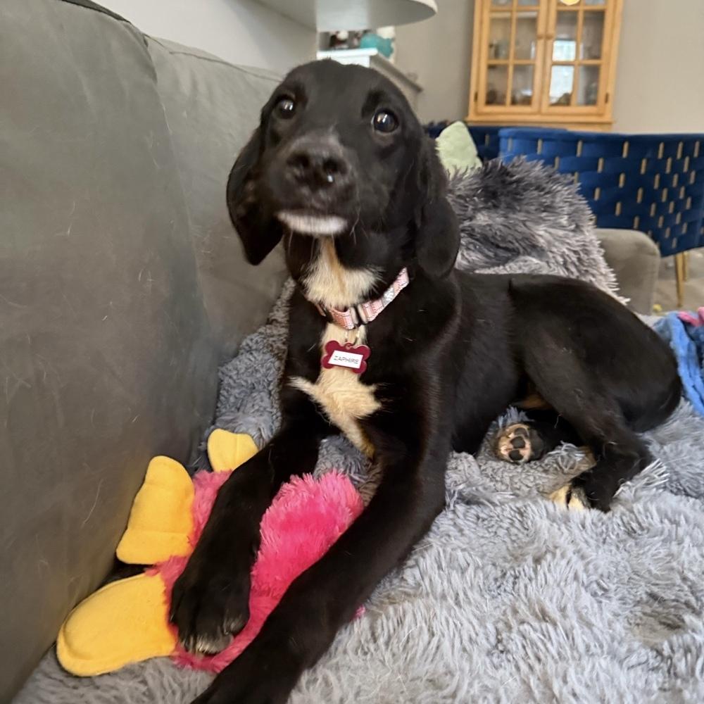 Zaphire Greyhart, Adoptable, Puppy Female Spaniel.