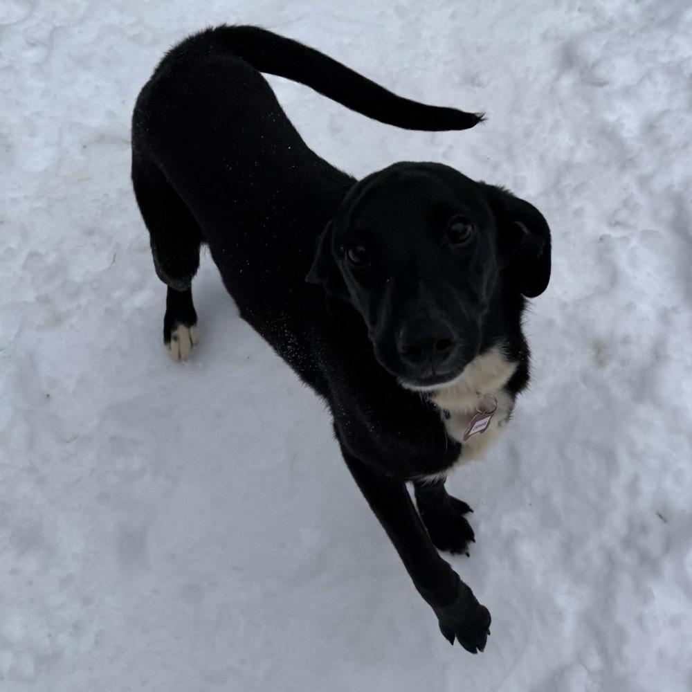 Enlarge Zaphire Greyhart, a Adoptable mixed breed in Boston, MA image 2/6