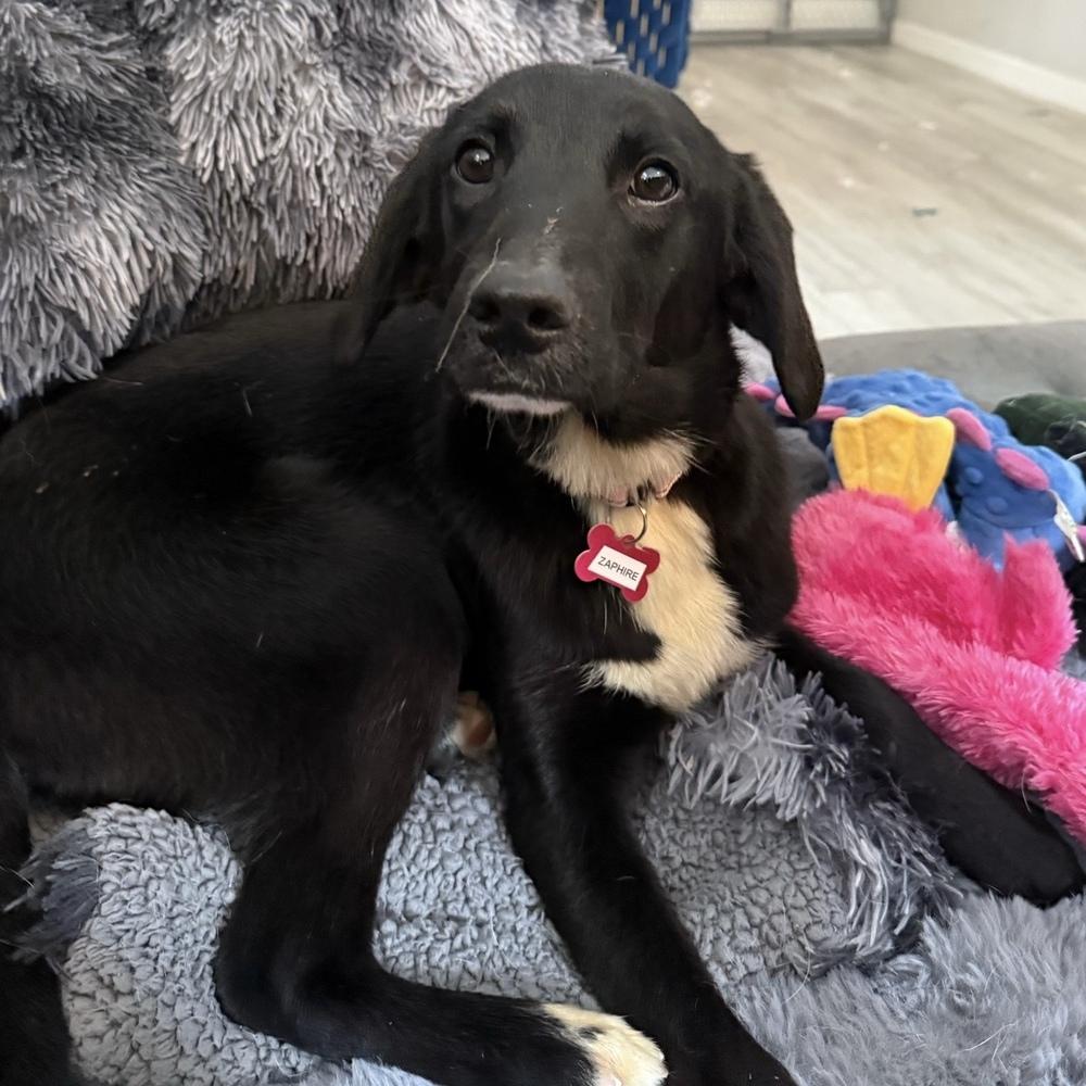 Enlarge Zaphire Greyhart, a Adoptable mixed breed in Boston, MA image 3/6