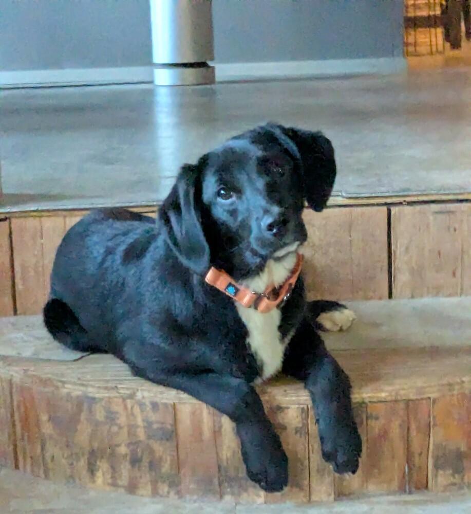 Enlarge Zaphire Greyhart, a Adoptable mixed breed in Boston, MA image 4/6