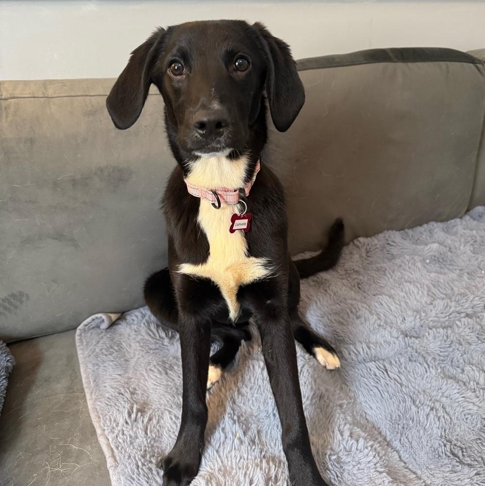 Enlarge Zaphire Greyhart, a Adoptable mixed breed in Boston, MA image 5/6