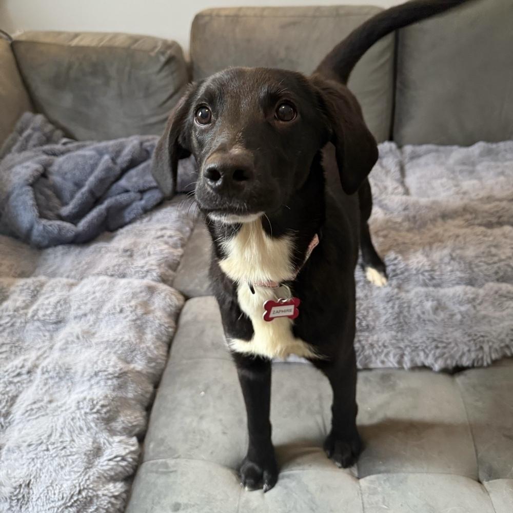 Zaphire Greyhart — thumbnail 6