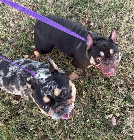 Enlarge Daisy, a Adoptable French Bulldog in Matthews, NC image 1/1