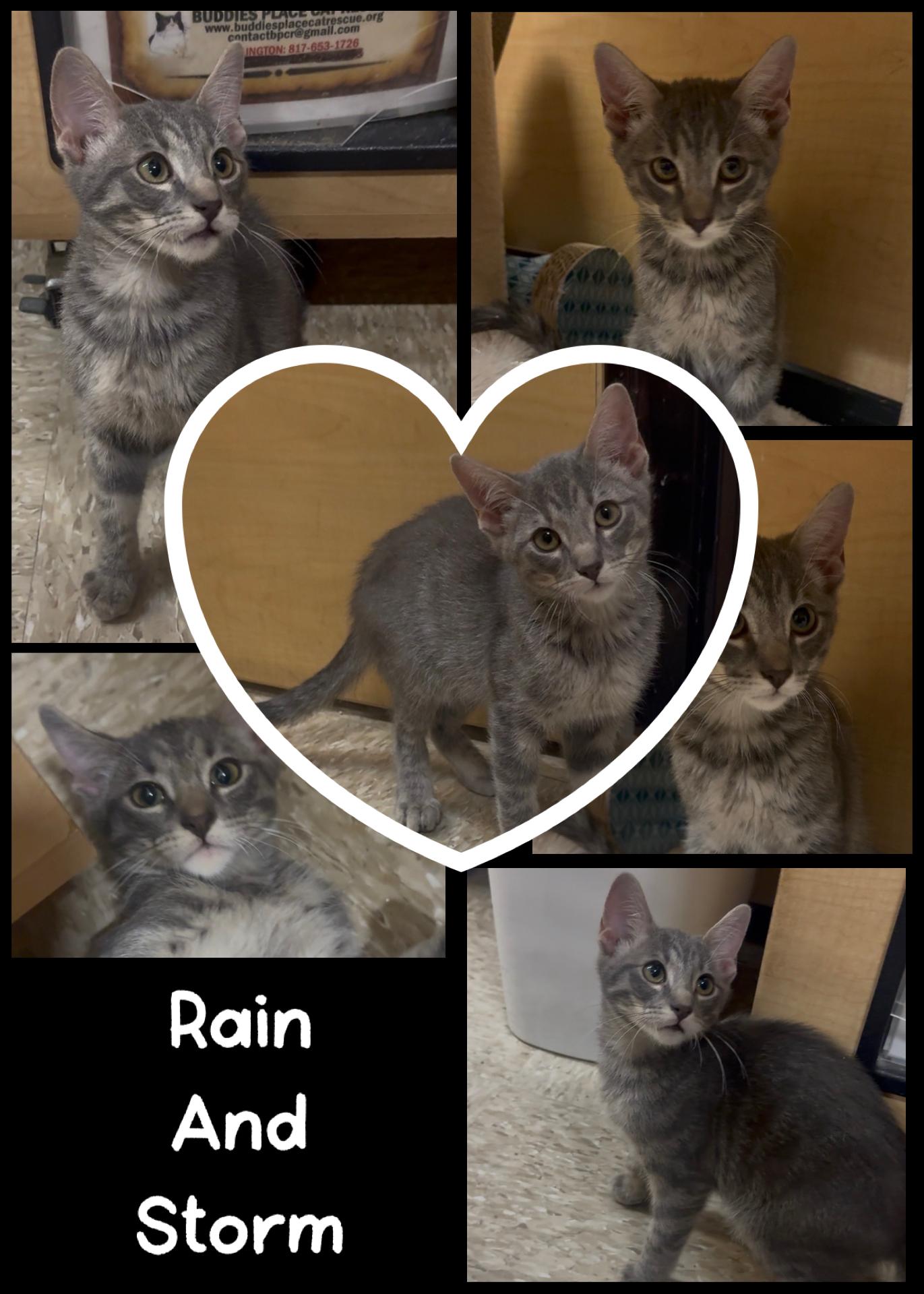 Enlarge Rain and Storm, an adopted mixed breed in Fort Worth, TX image 1/1